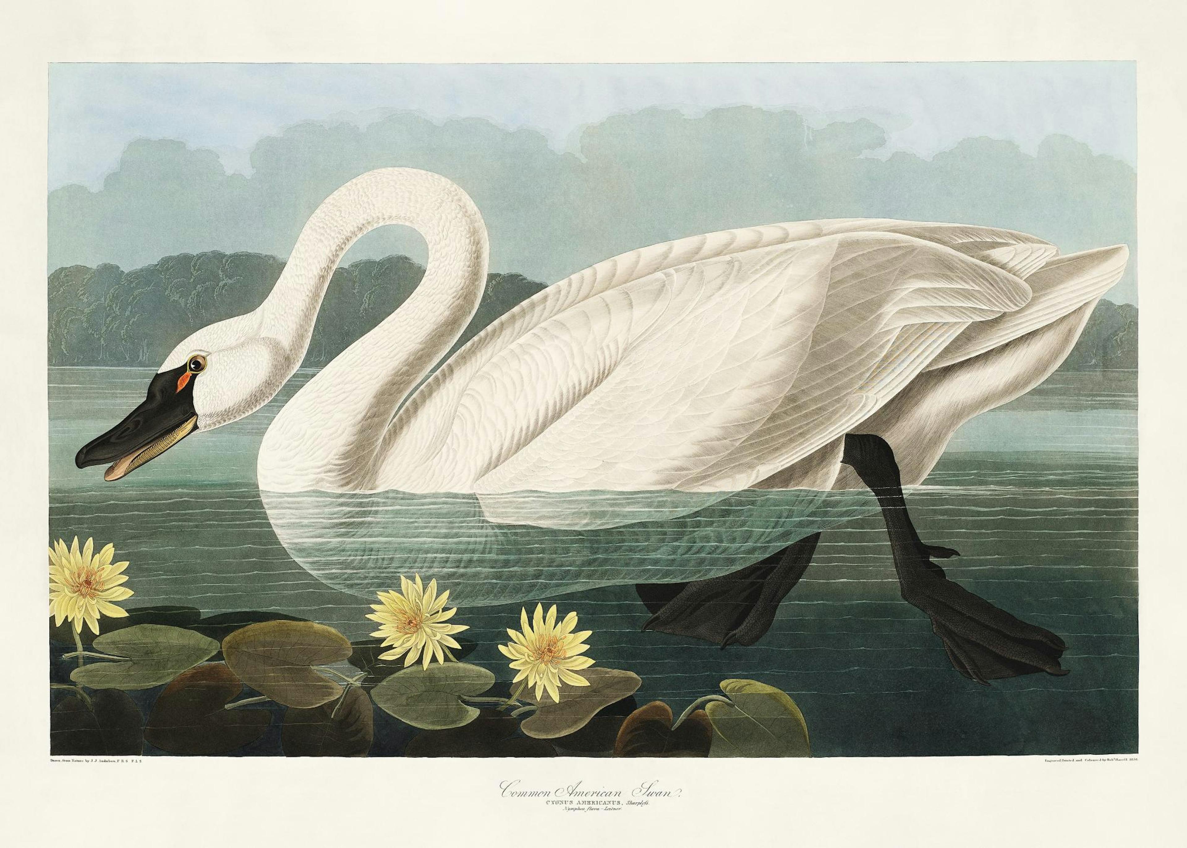 Vintage Svane Plakat 0