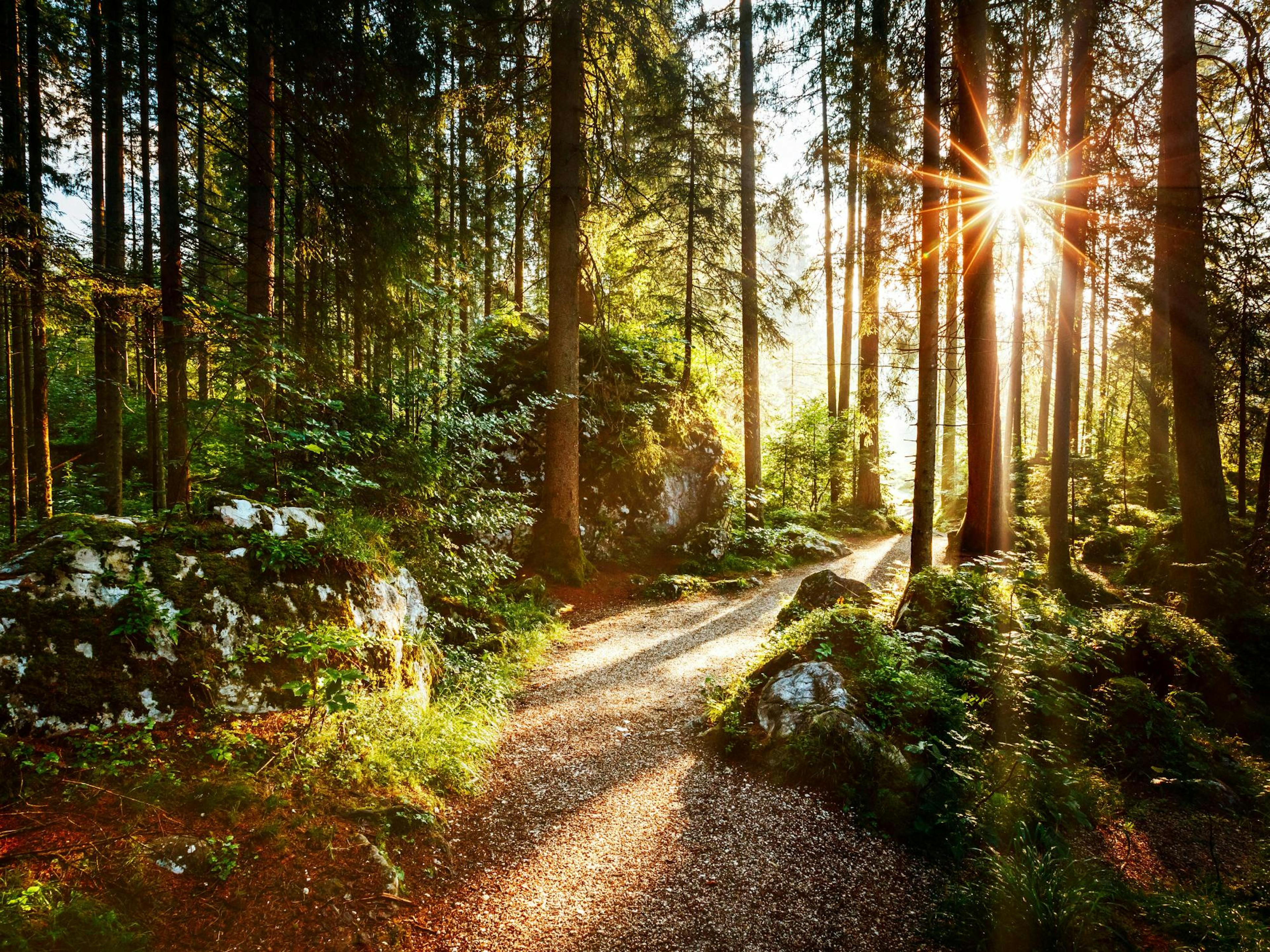 Forest Pathway Plakat thumbnail