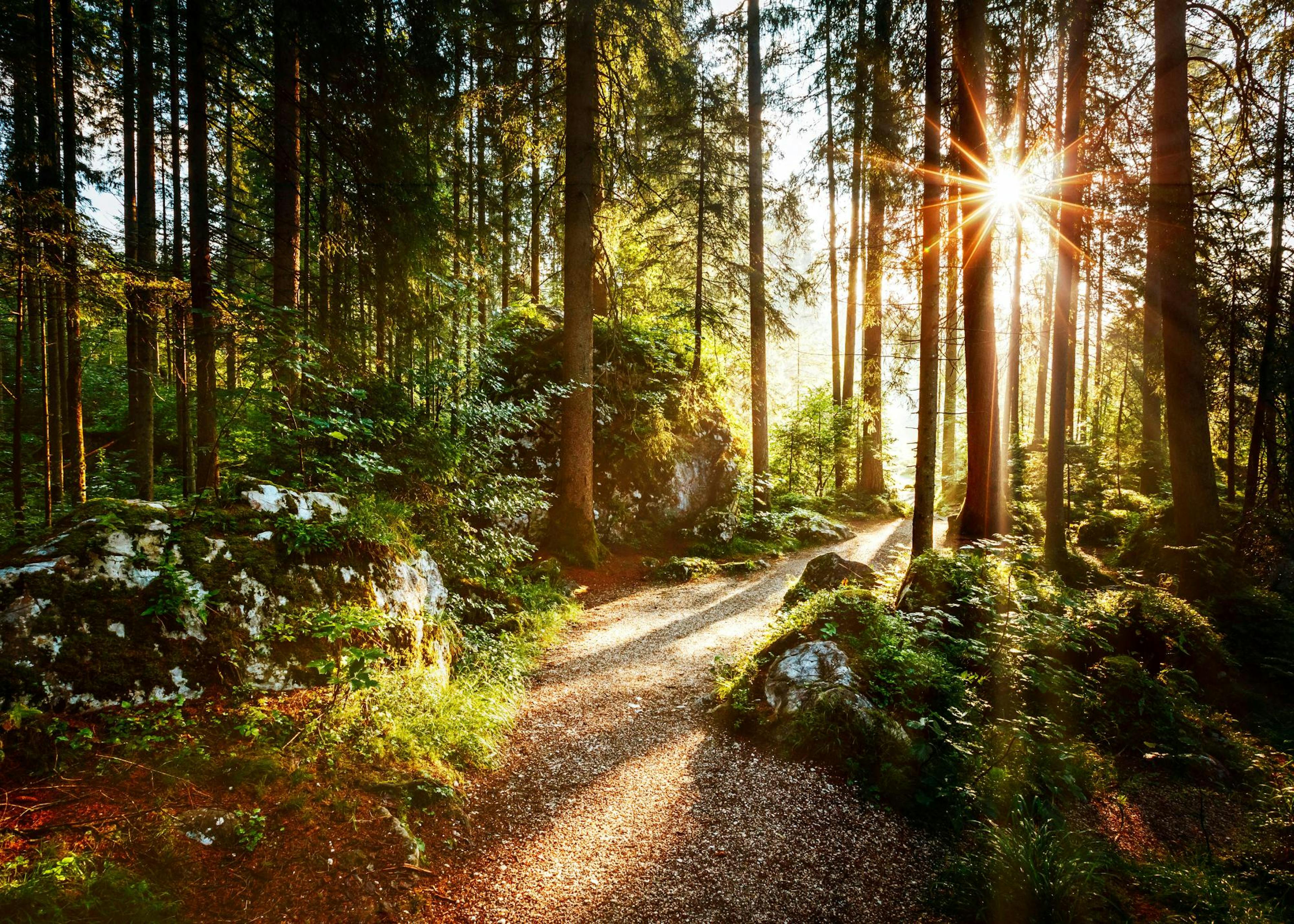 Waldweg Poster 0