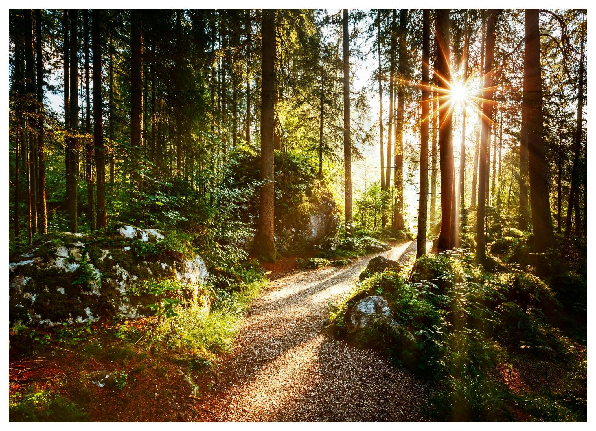 Metsäpolku Juliste (50x70 cm) - Poster Store