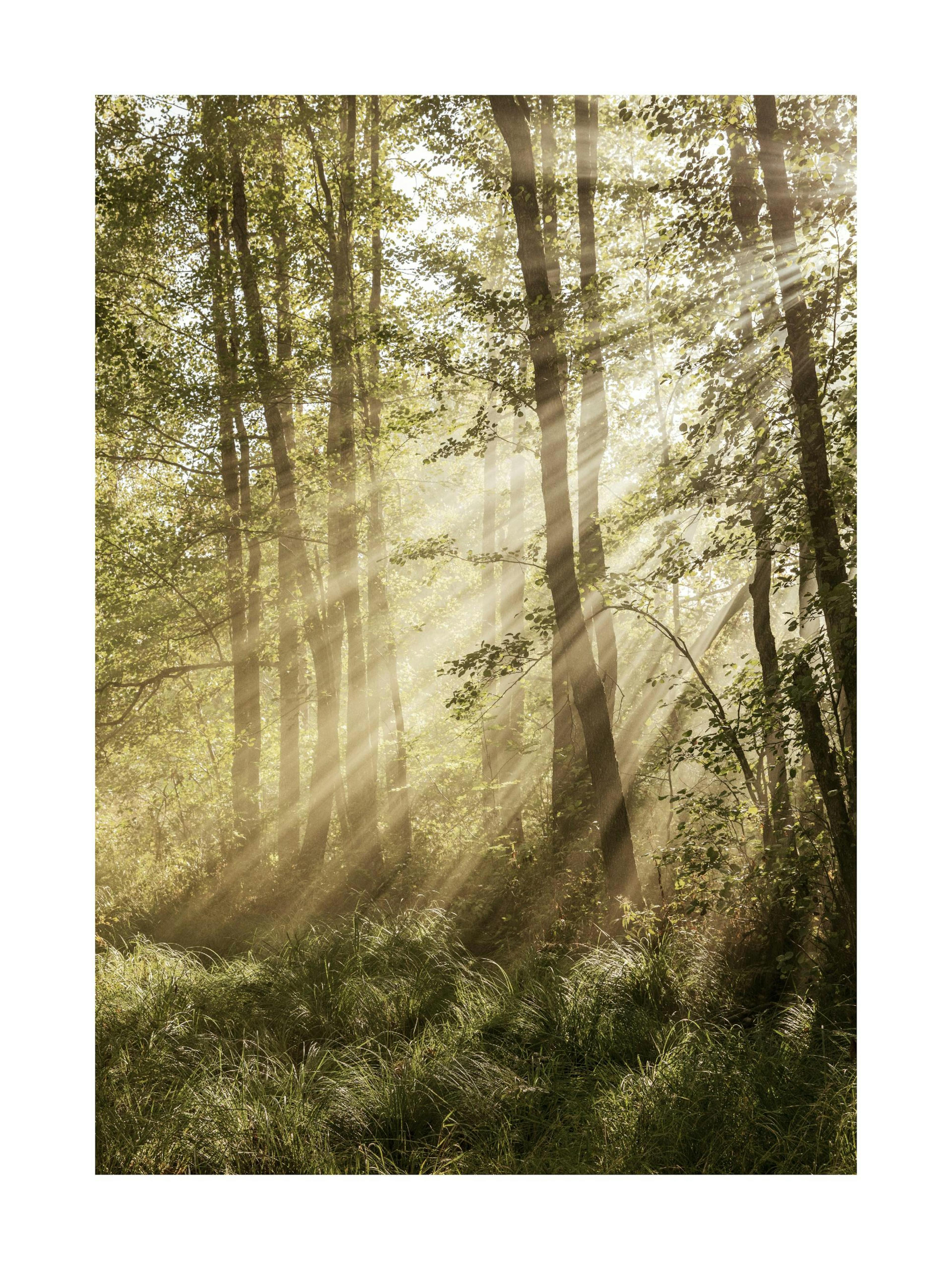 Sunlit Forest Poster thumbnail