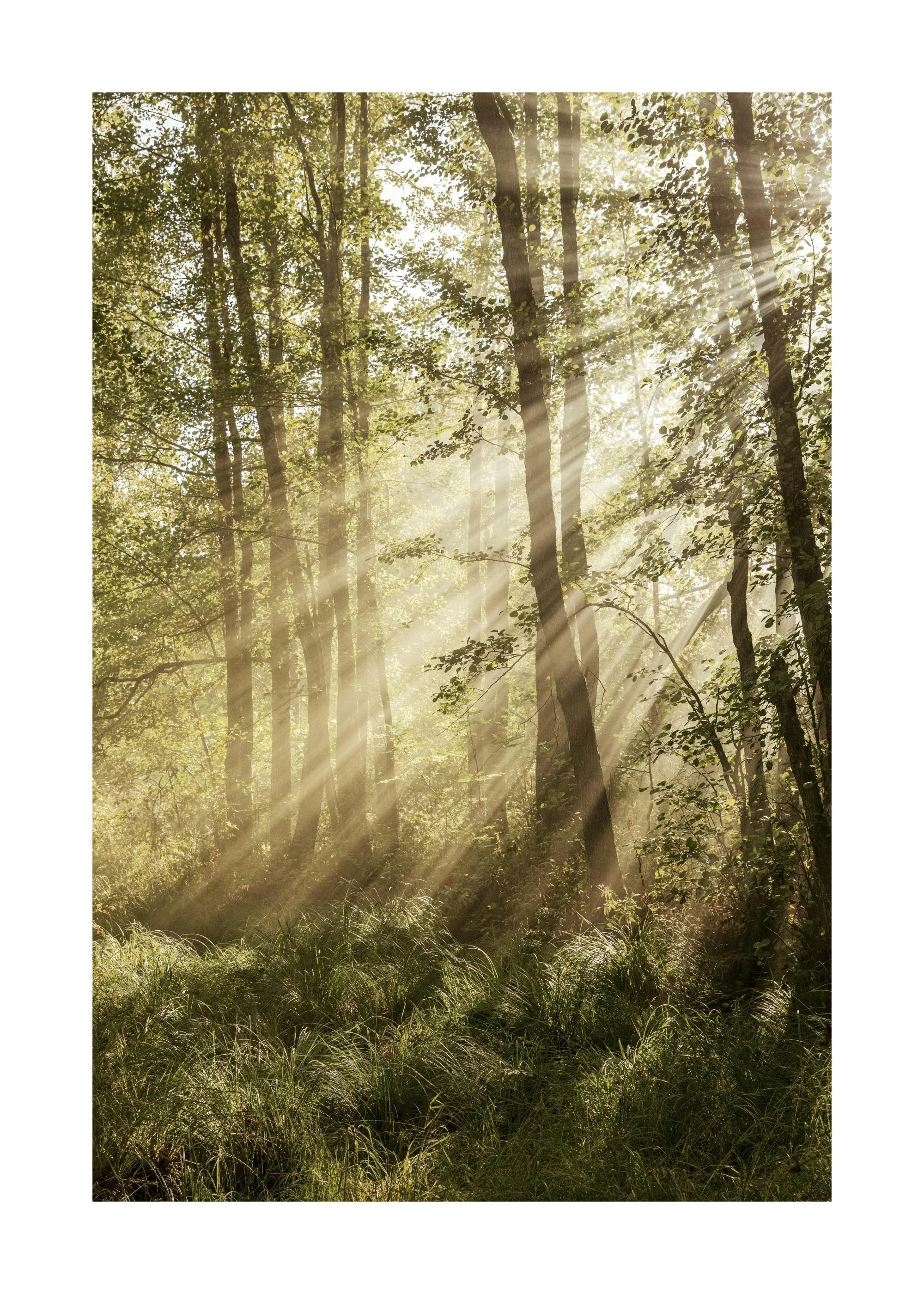 Sunlit Forest Poster 0