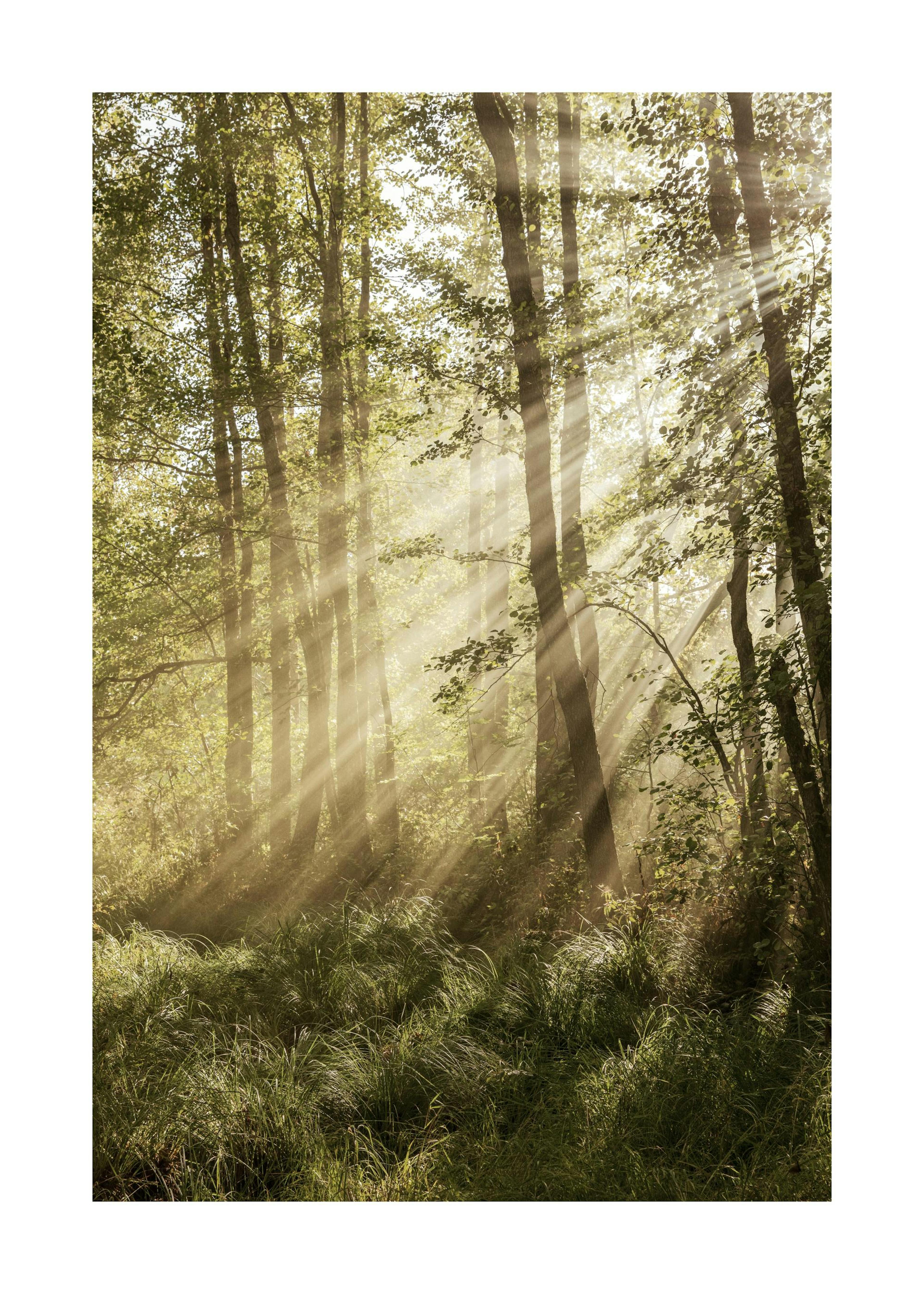 Sunlit Forest Poster 0