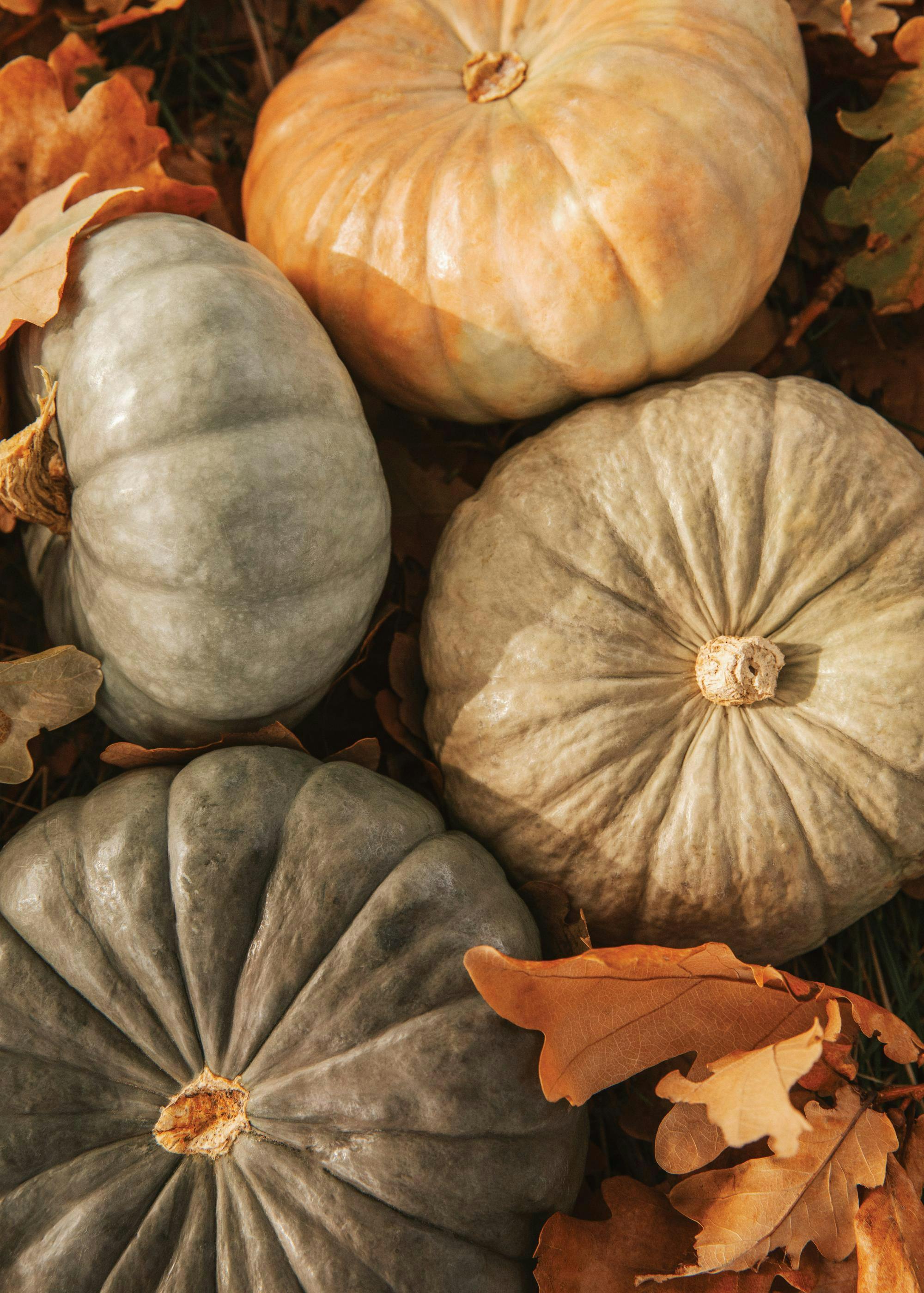 Cueillette de Citrouilles Poster 0
