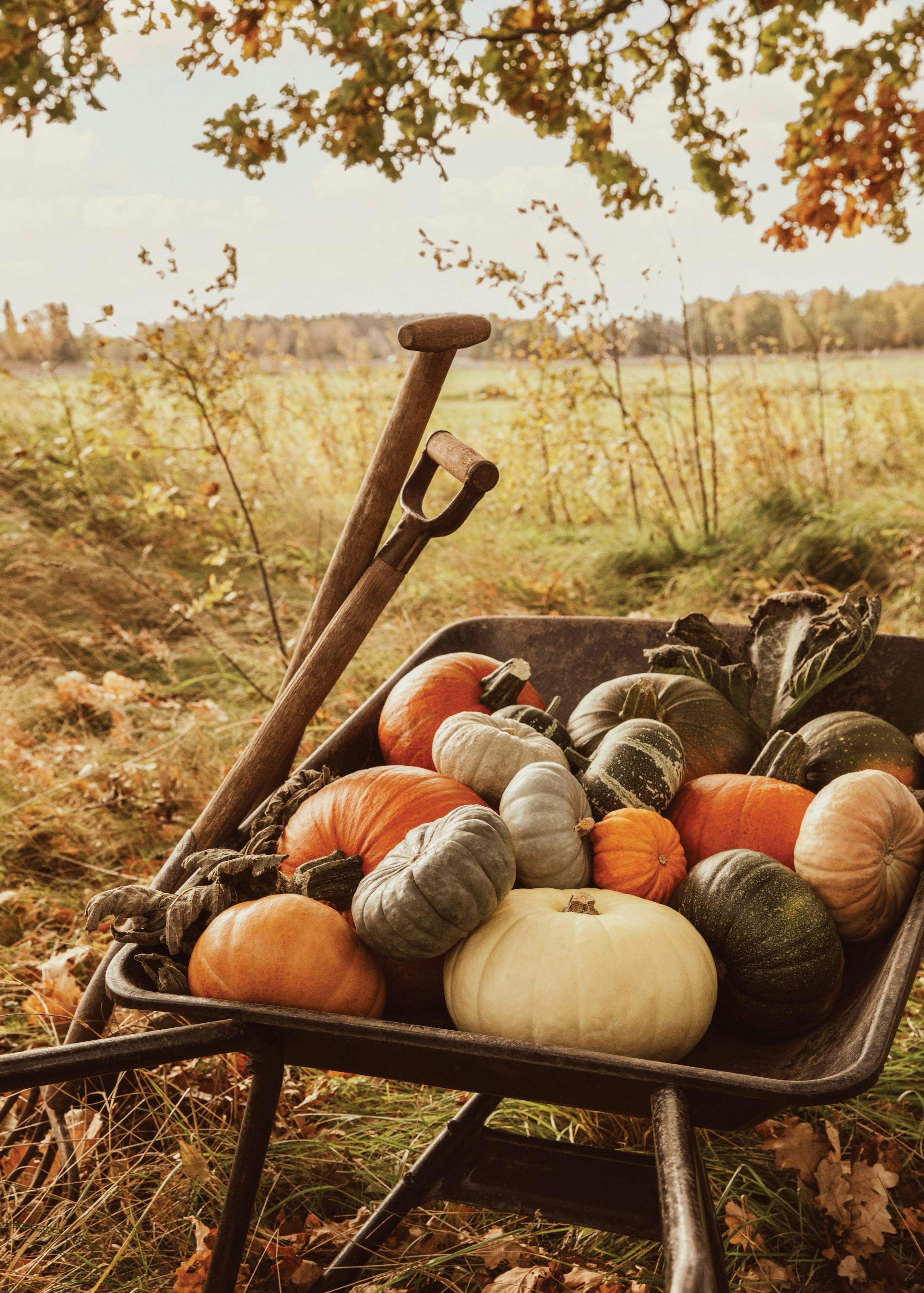 Pumpkin Wheelbarrow Poster 0