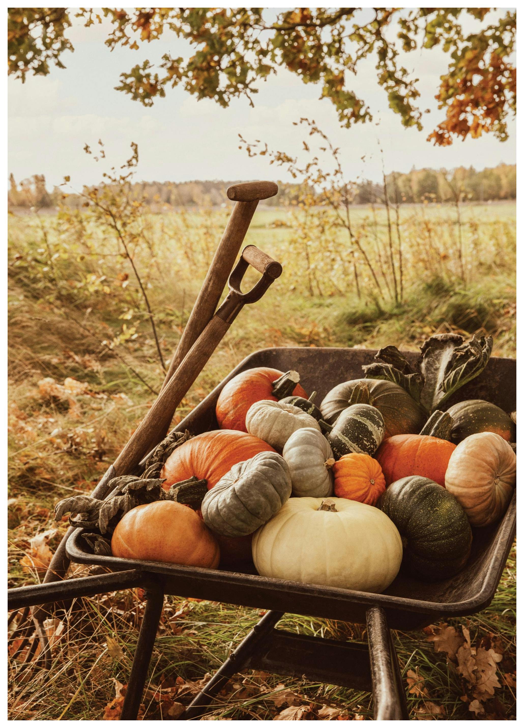 Prints Pumpkin Wheelbarrow Poster (50x70 cm) - Poster Store