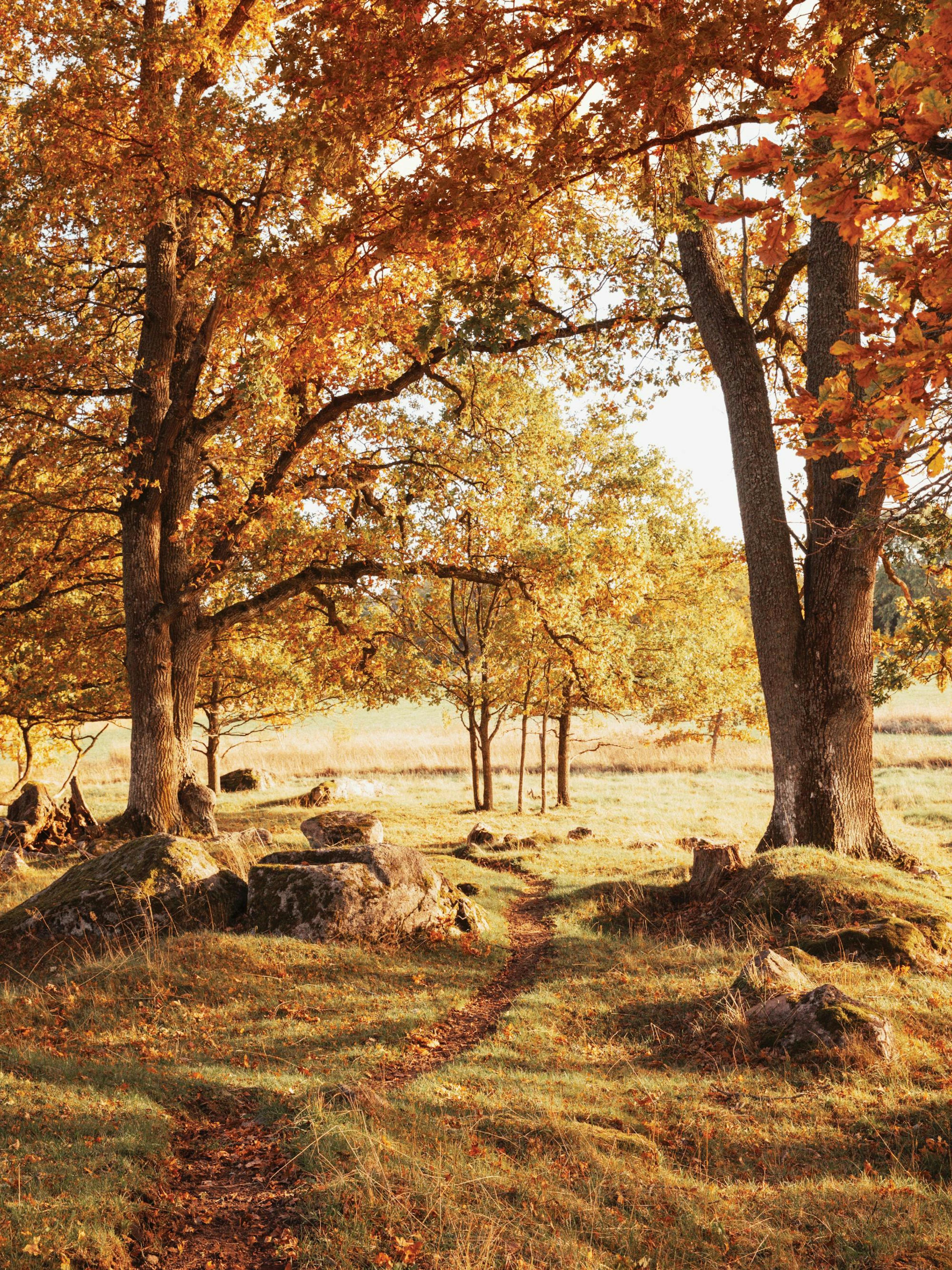 Warm Grove Poster thumbnail