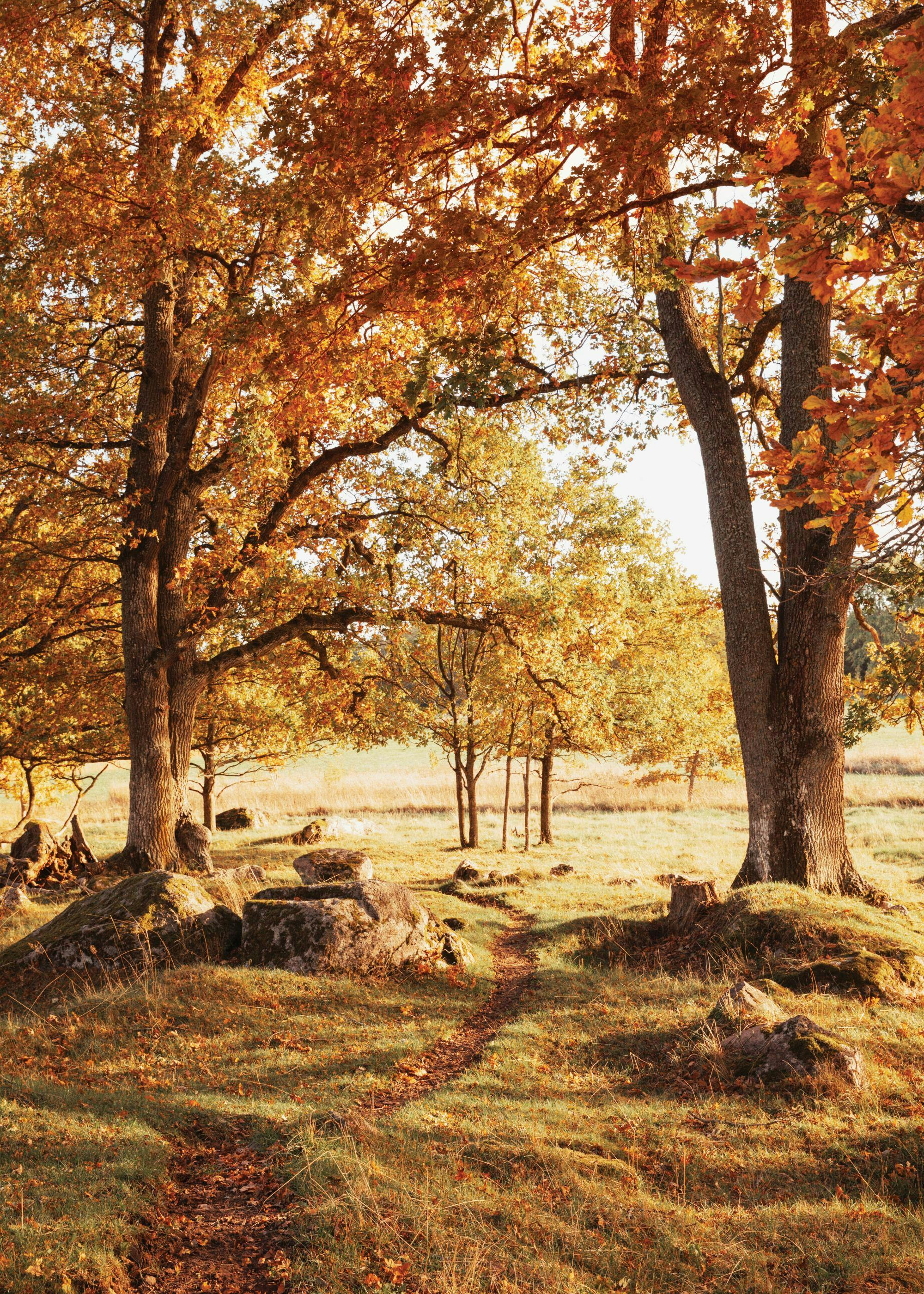Warm Grove Poster 0