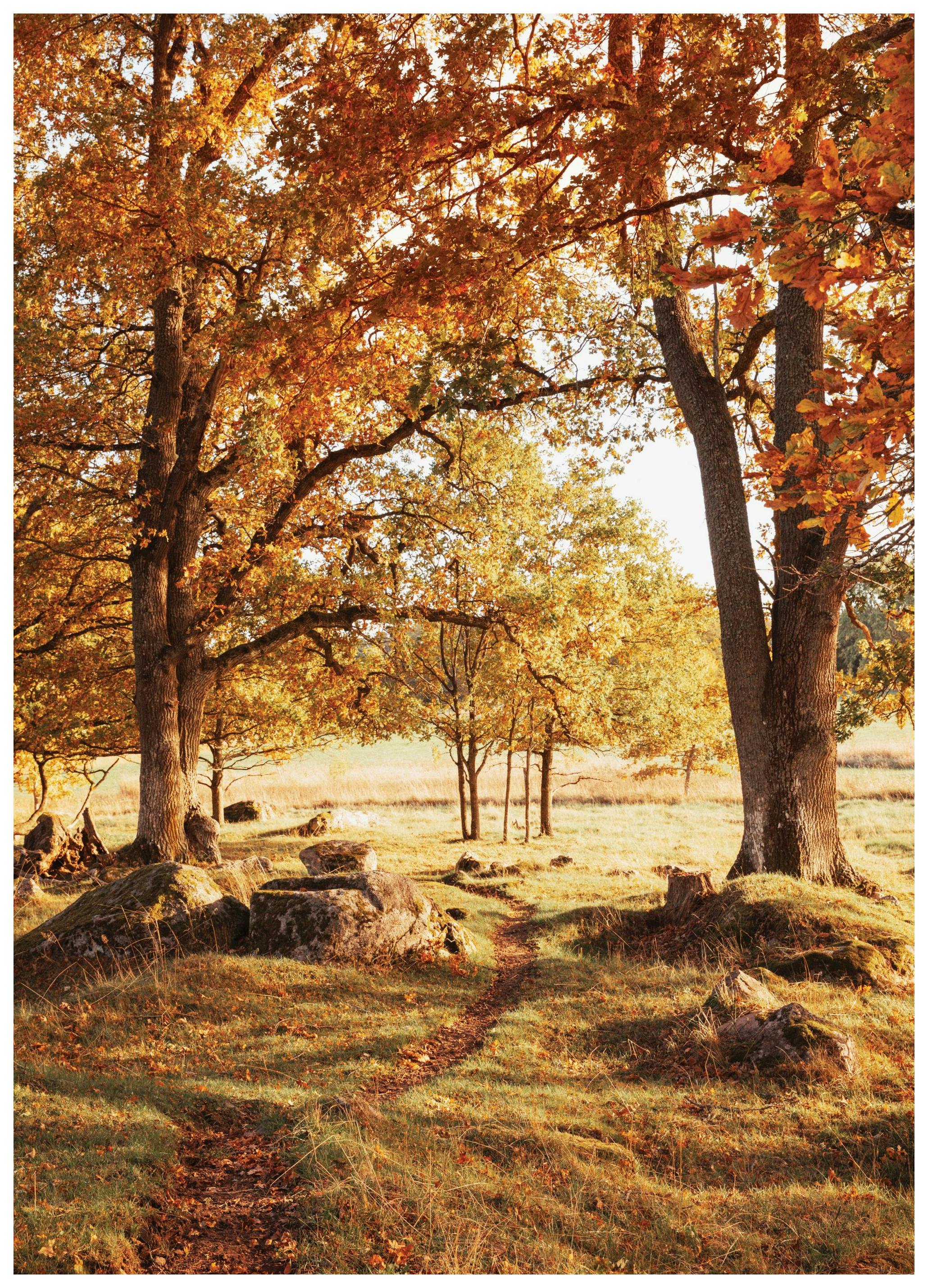 Meleg Liget Poszter (50x70 cm) - Poster Store