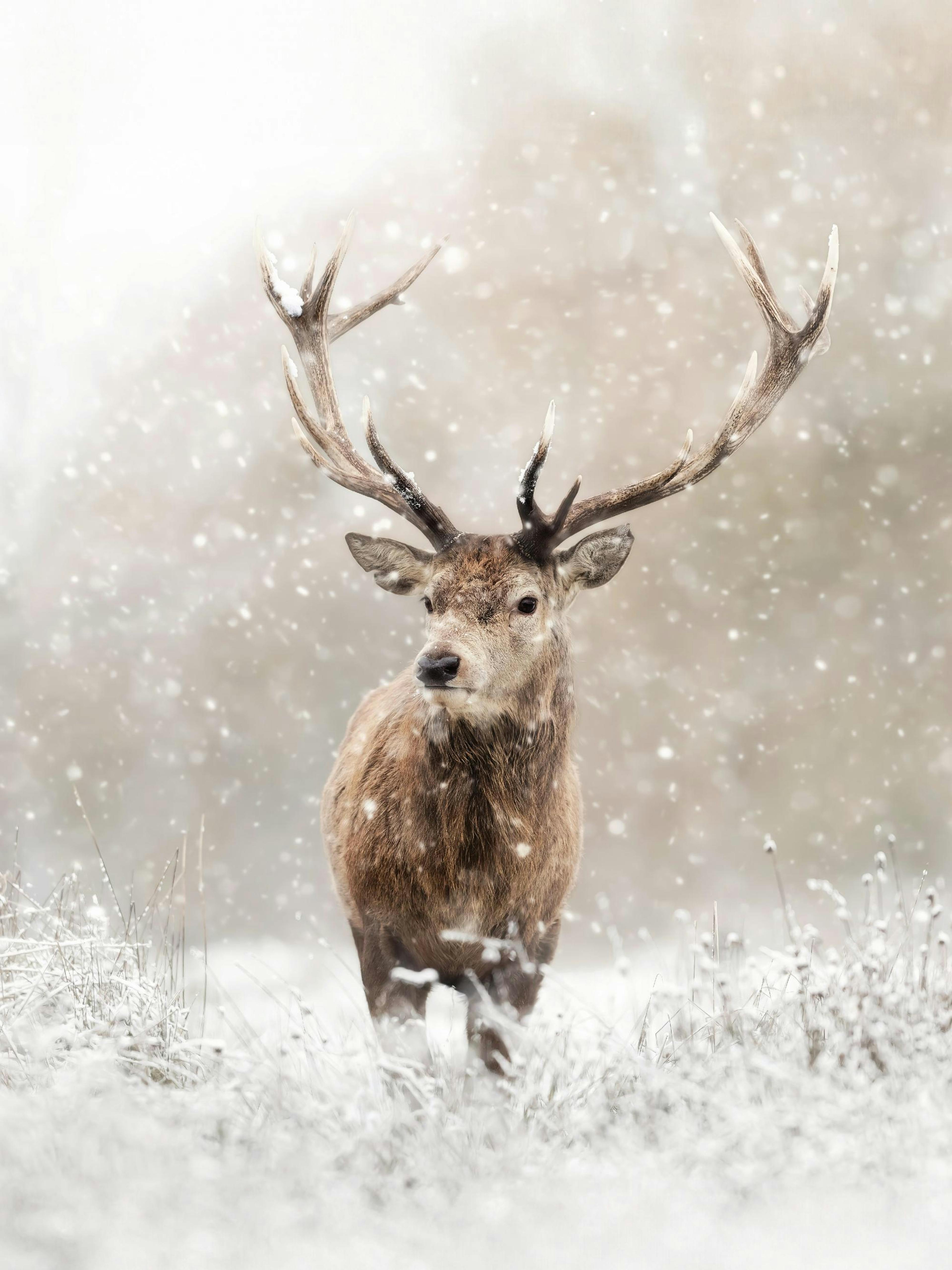 Deer in Snowfall Poster thumbnail