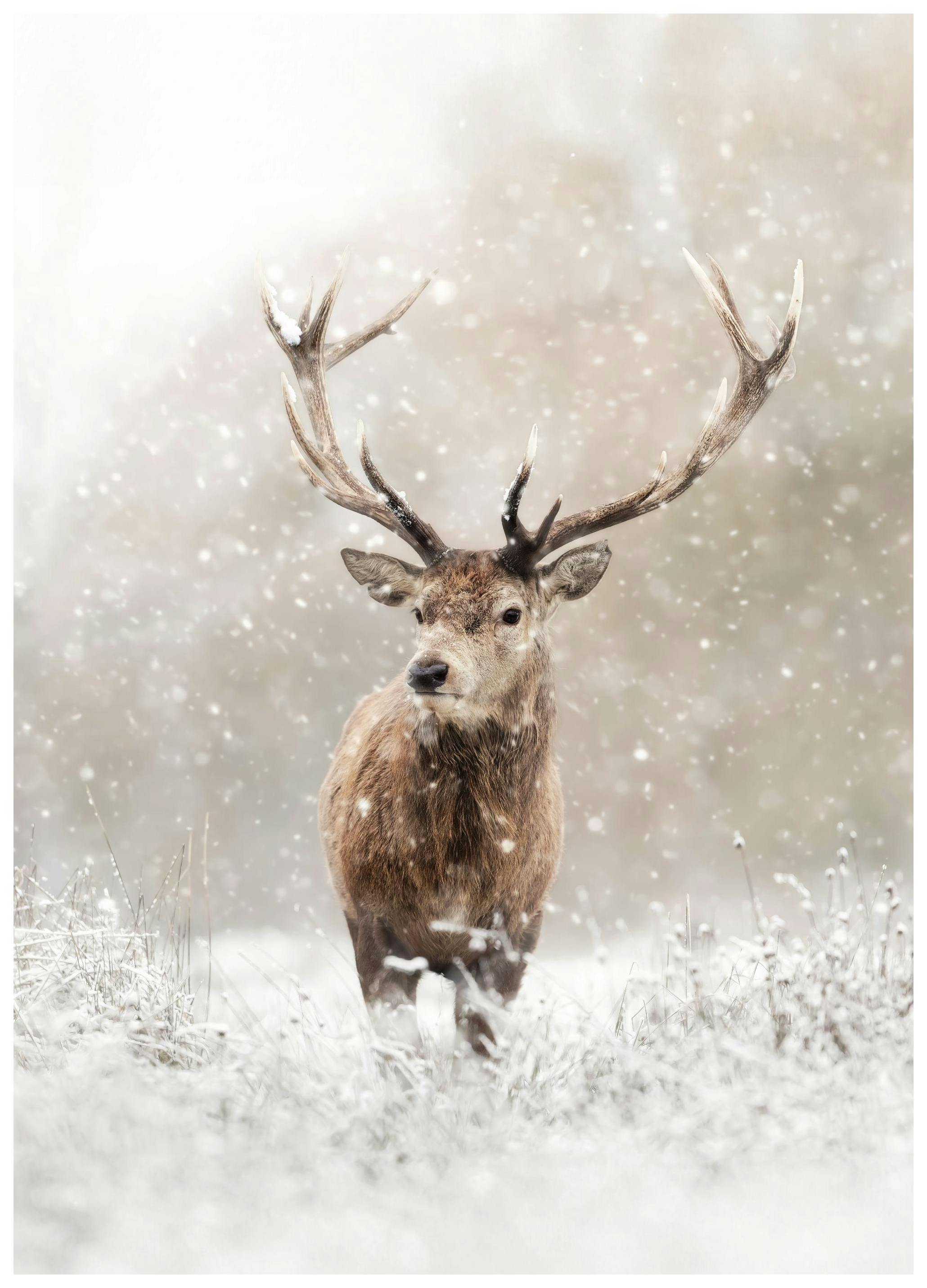 Hjort i Snøfall Plakat (70x100 cm) - Poster Store
