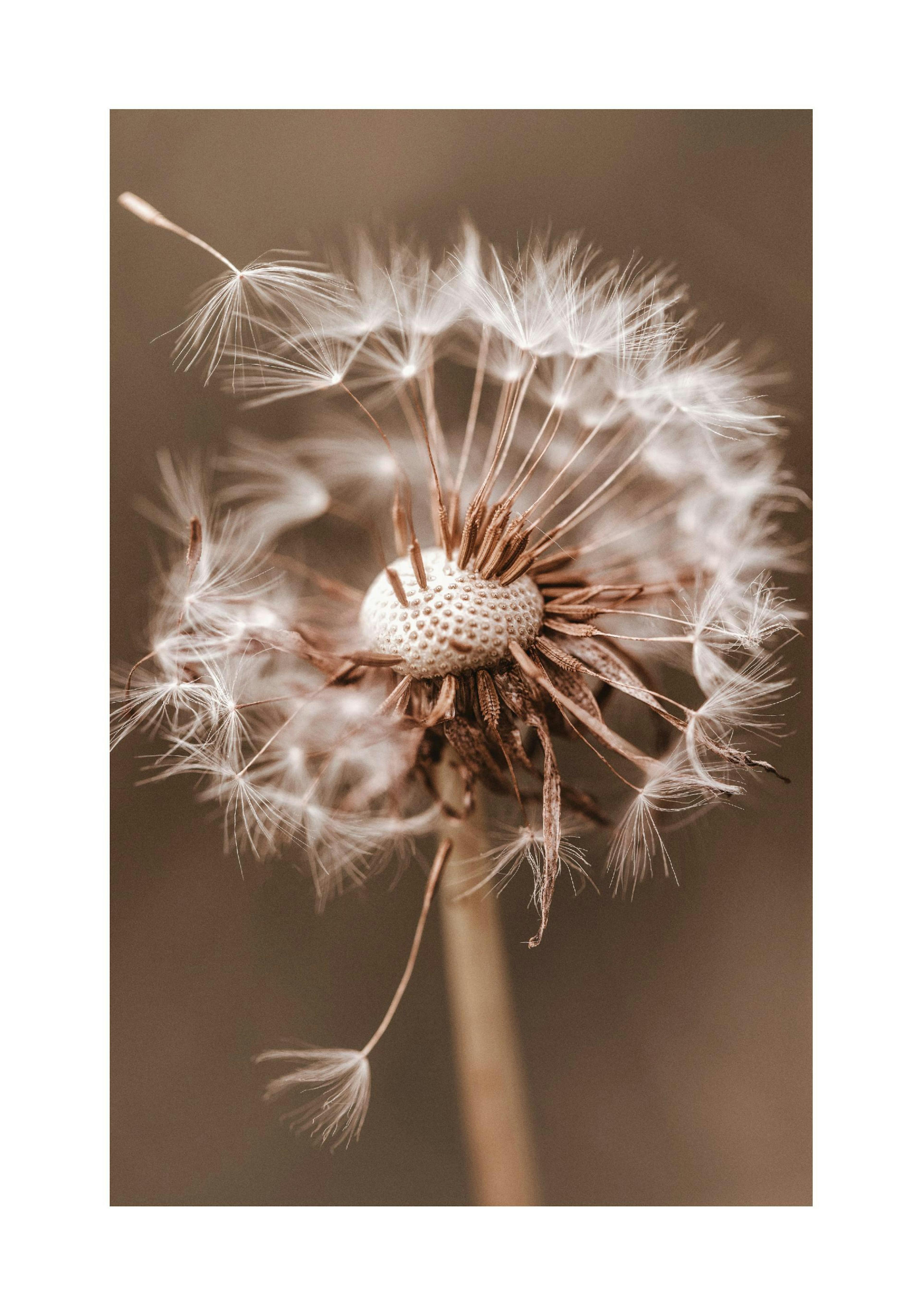 Autumn Dandelion Poster thumbnail