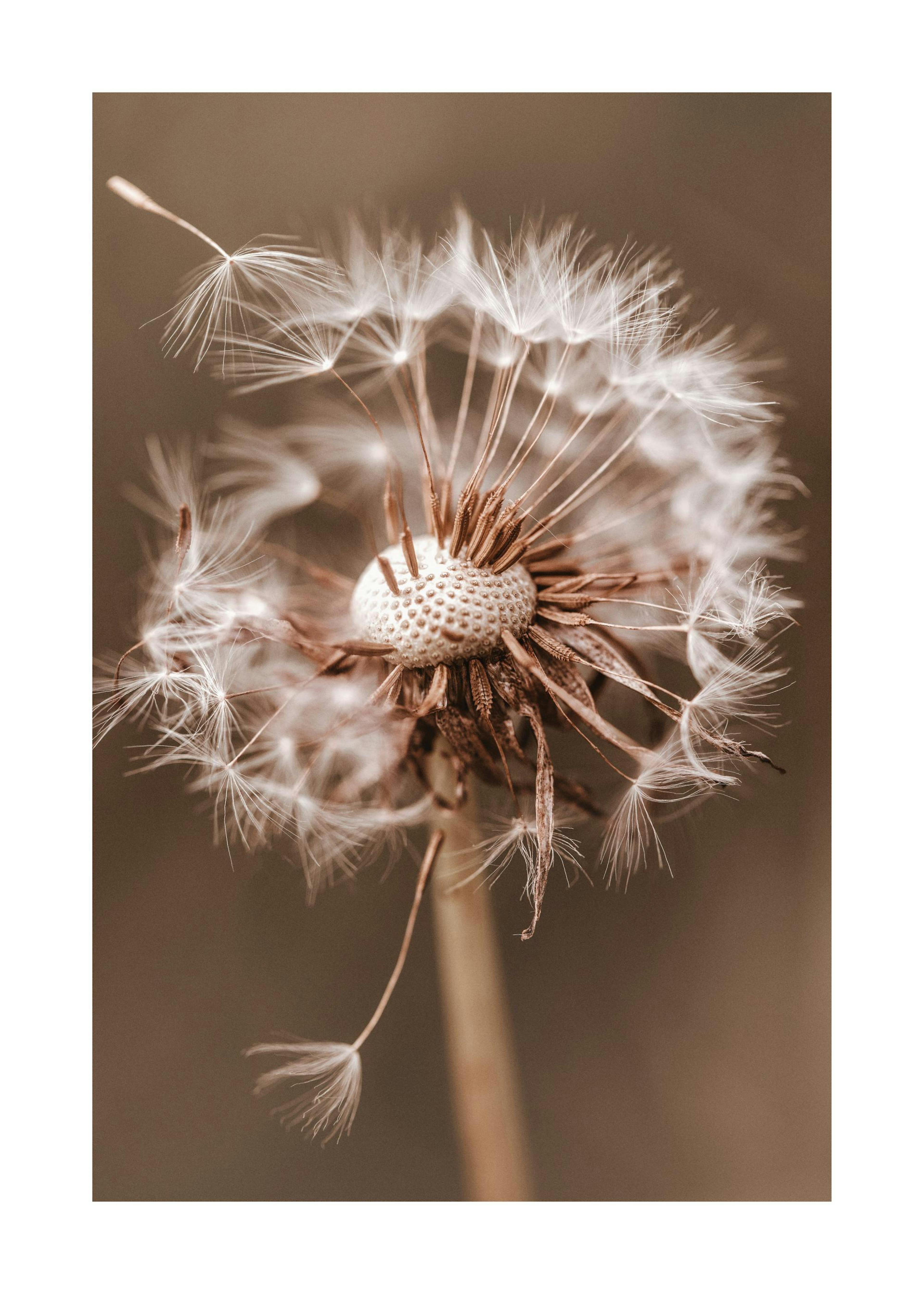 Autumn Dandelion Poster 0