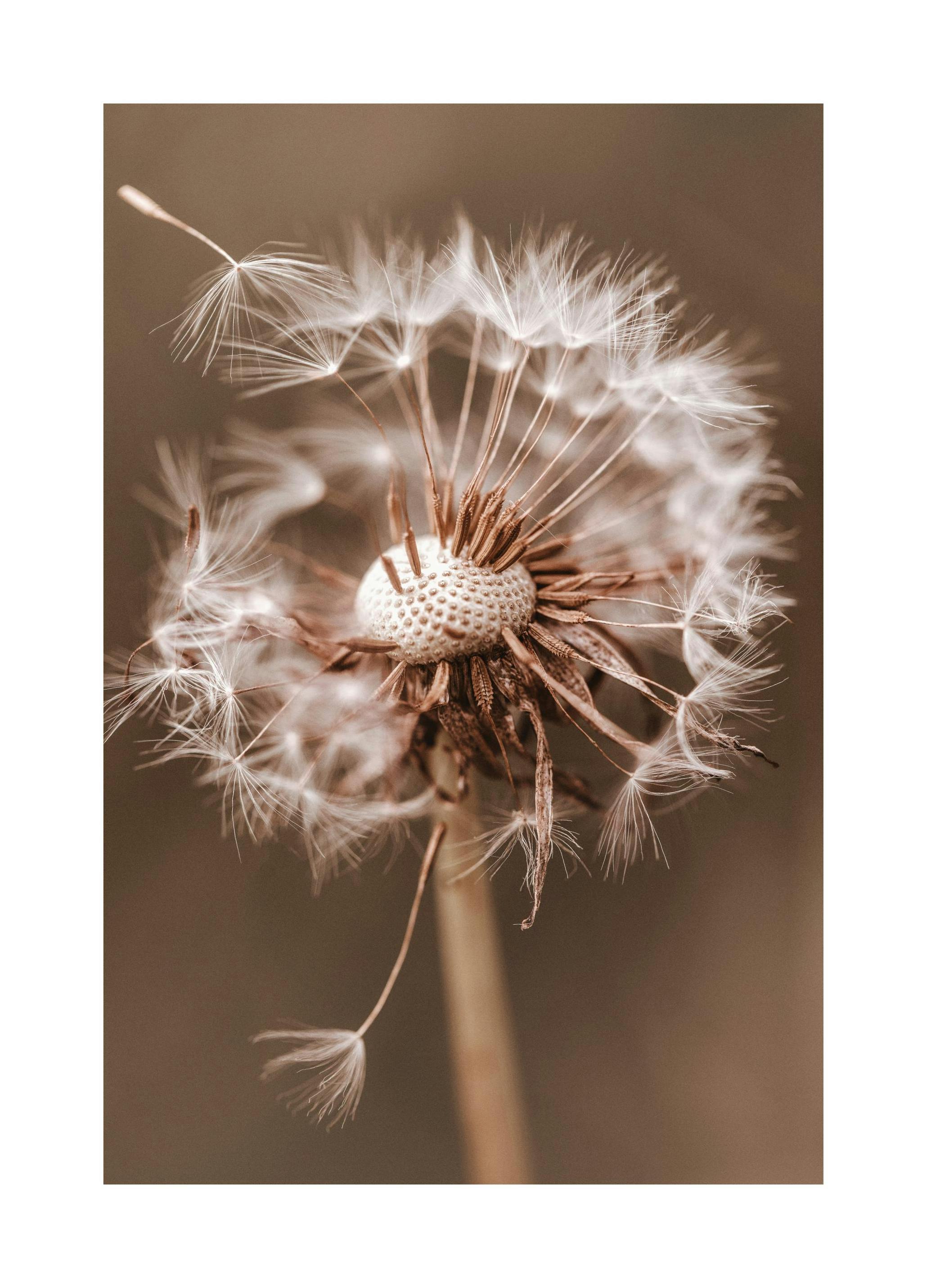 Herfst Dandelion Poster (30x40 cm) - Poster Store
