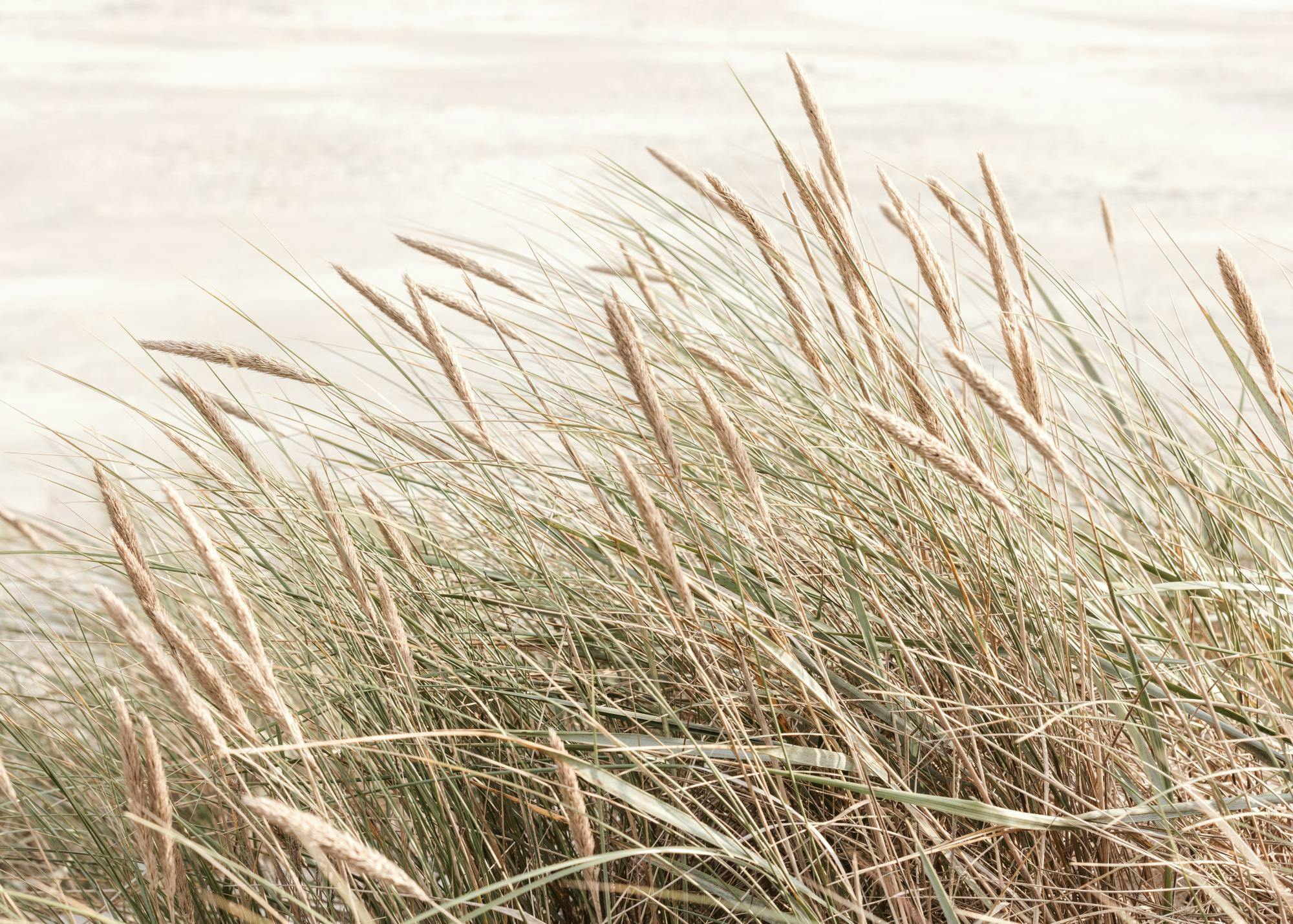 Breezy Reeds Poster 0