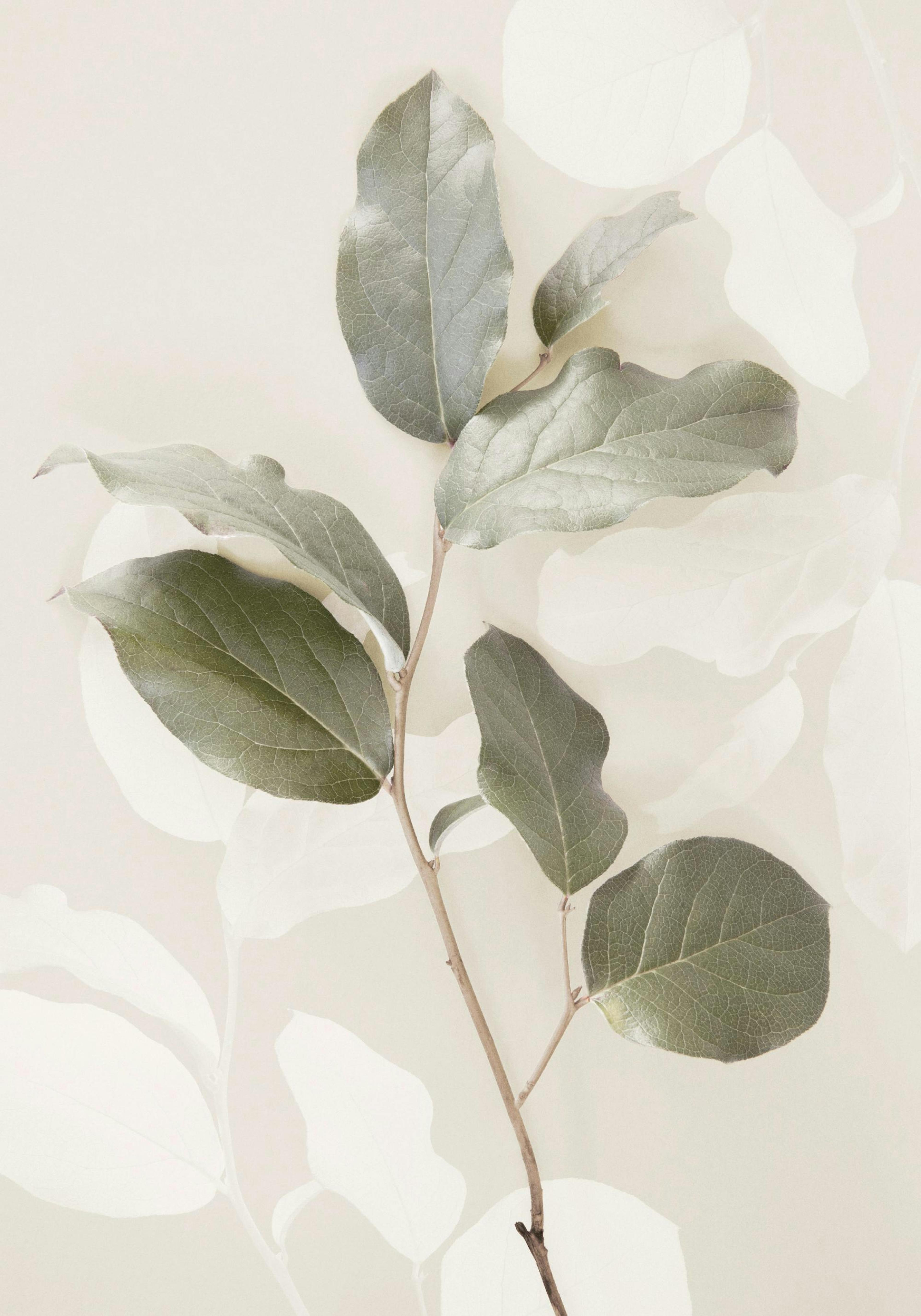Green Twig Poster thumbnail