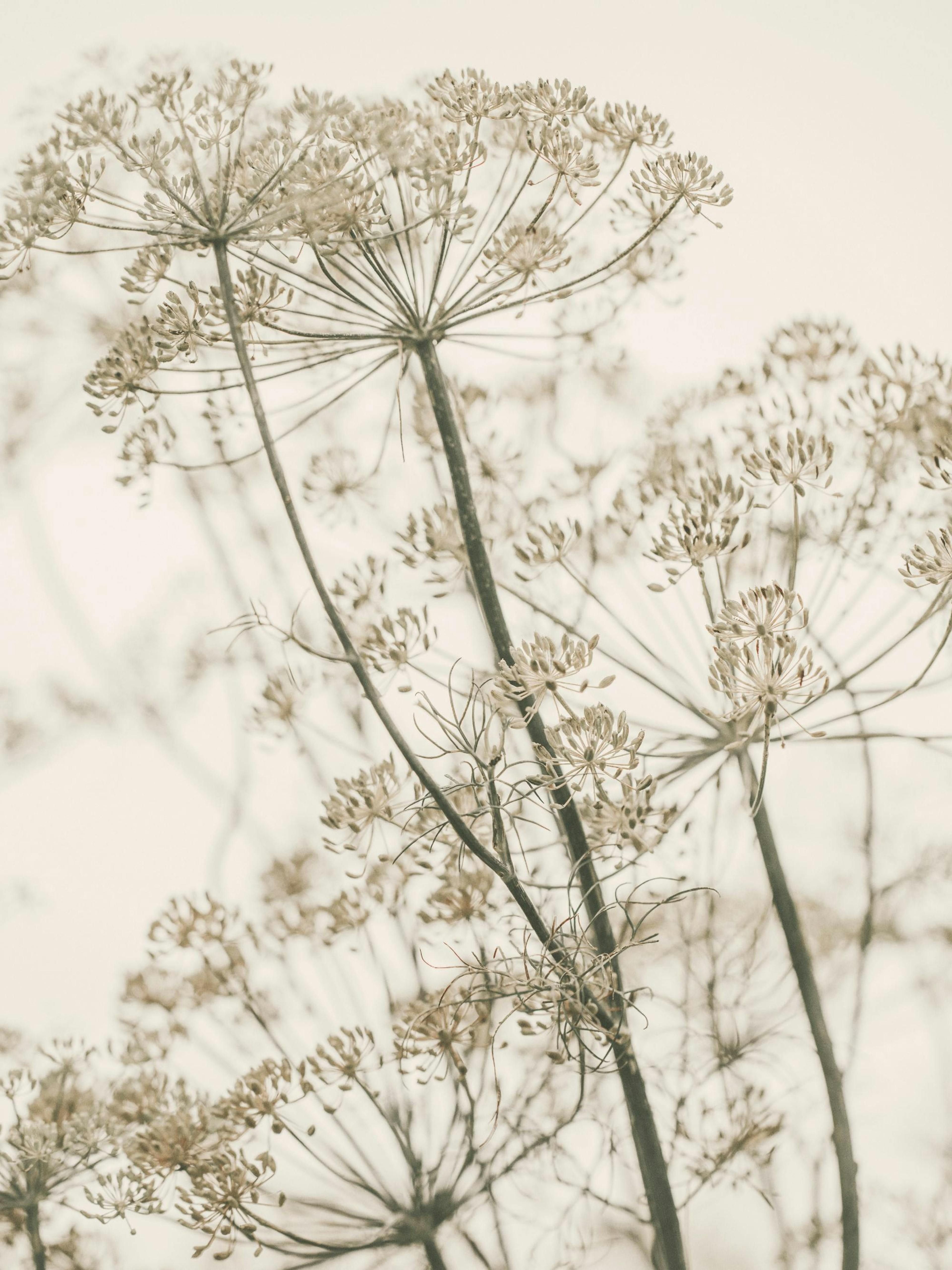 Dreamy Dried Flowers Poster thumbnail
