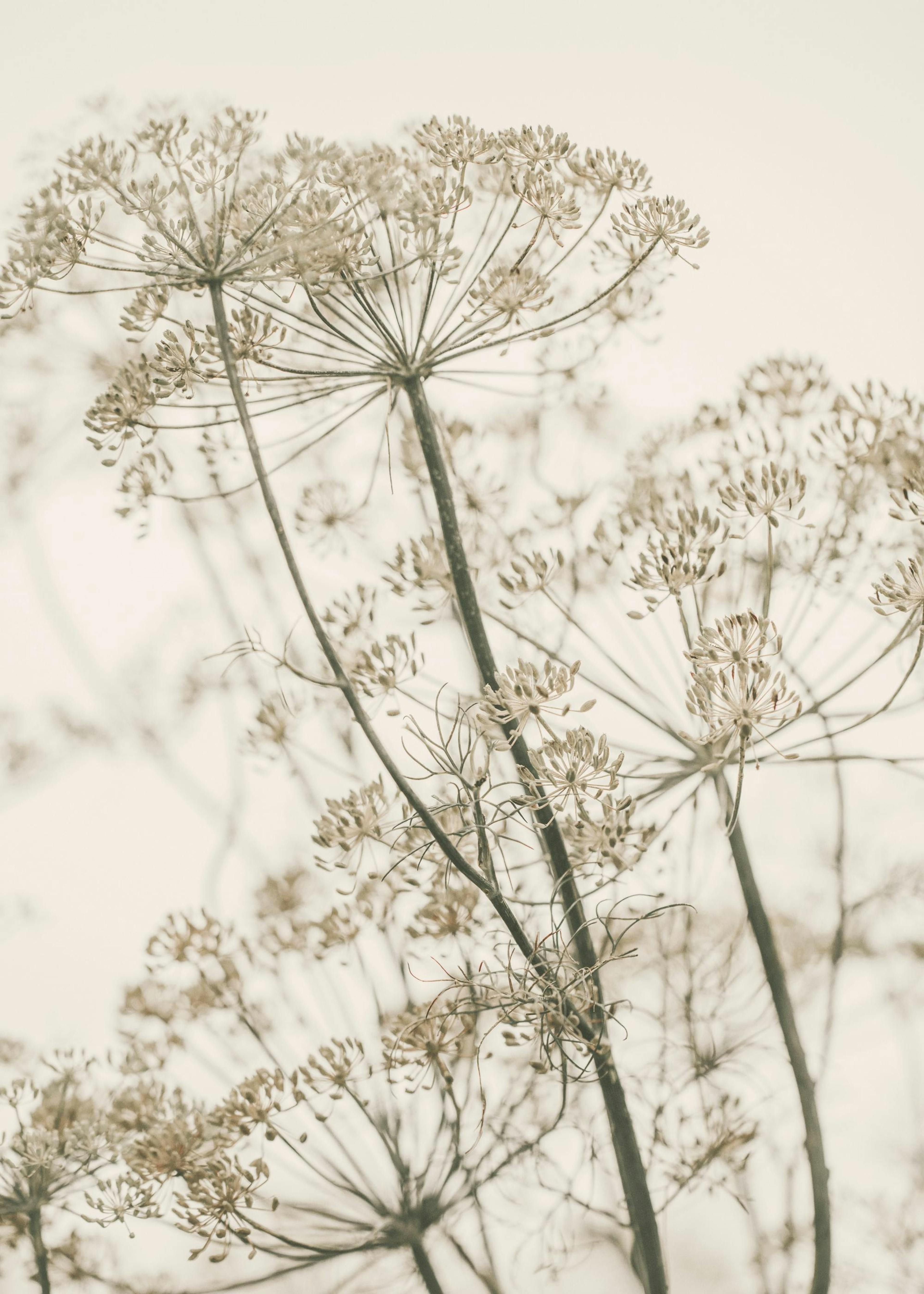 Trockenblumen Poster 0