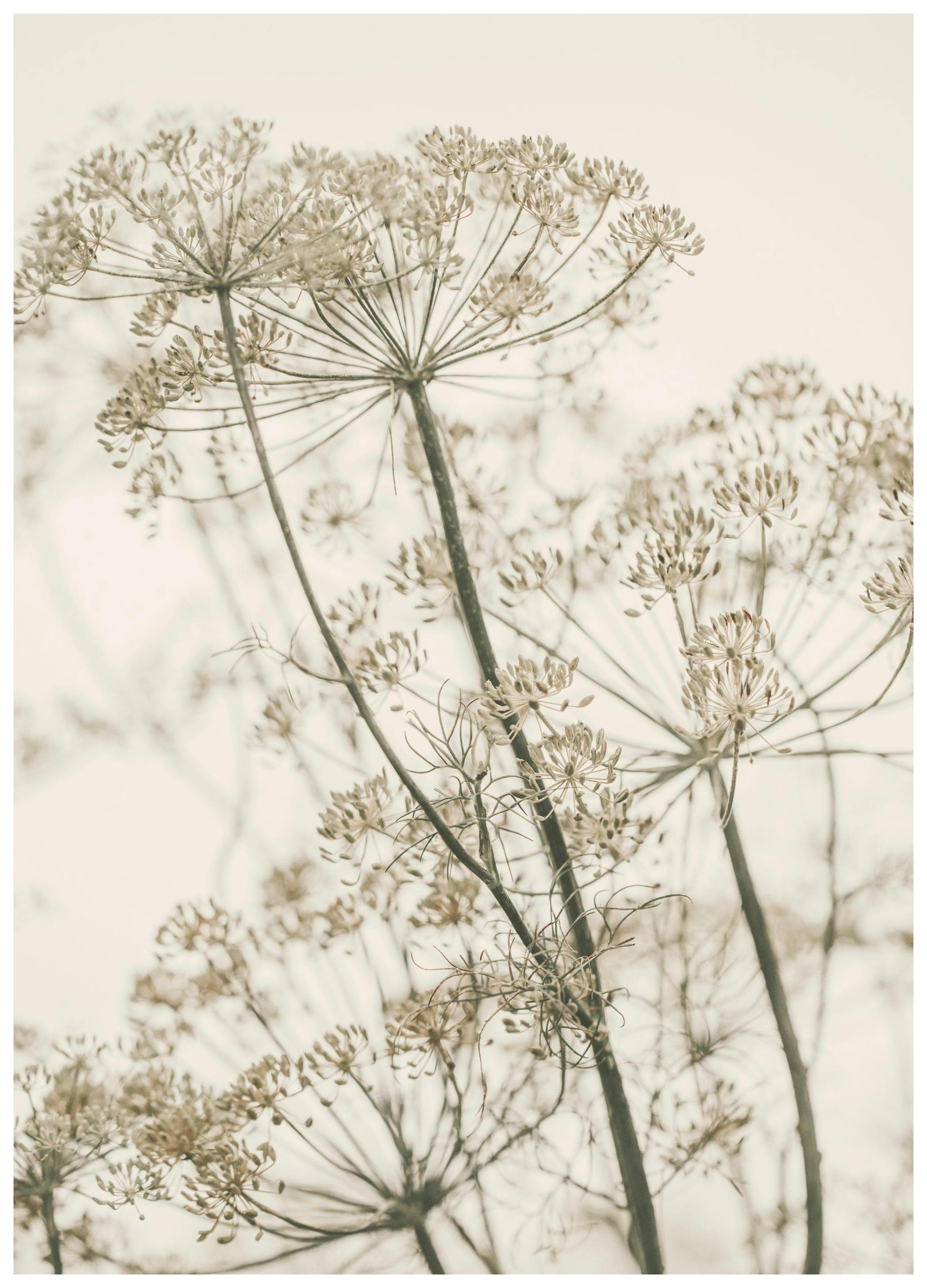 Dromerige Gedroogde Bloemen Poster (50x70 cm) - Poster Store