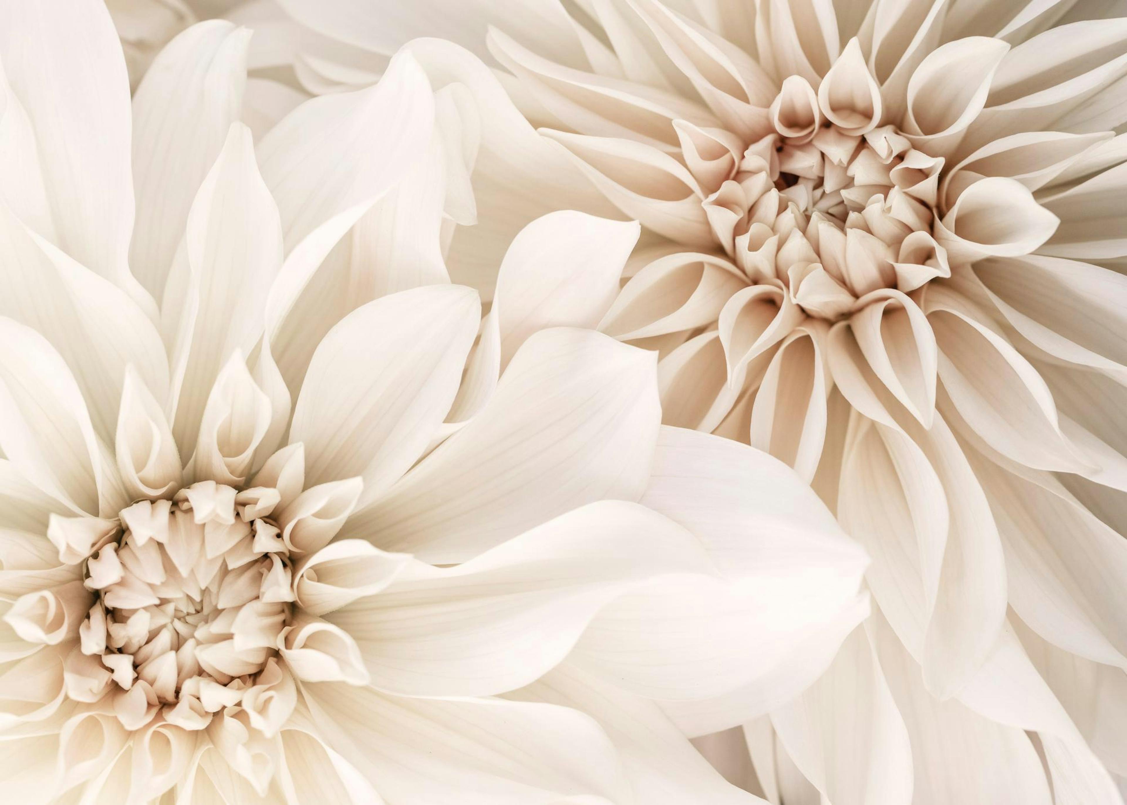Pair of Dahlias Juliste 0