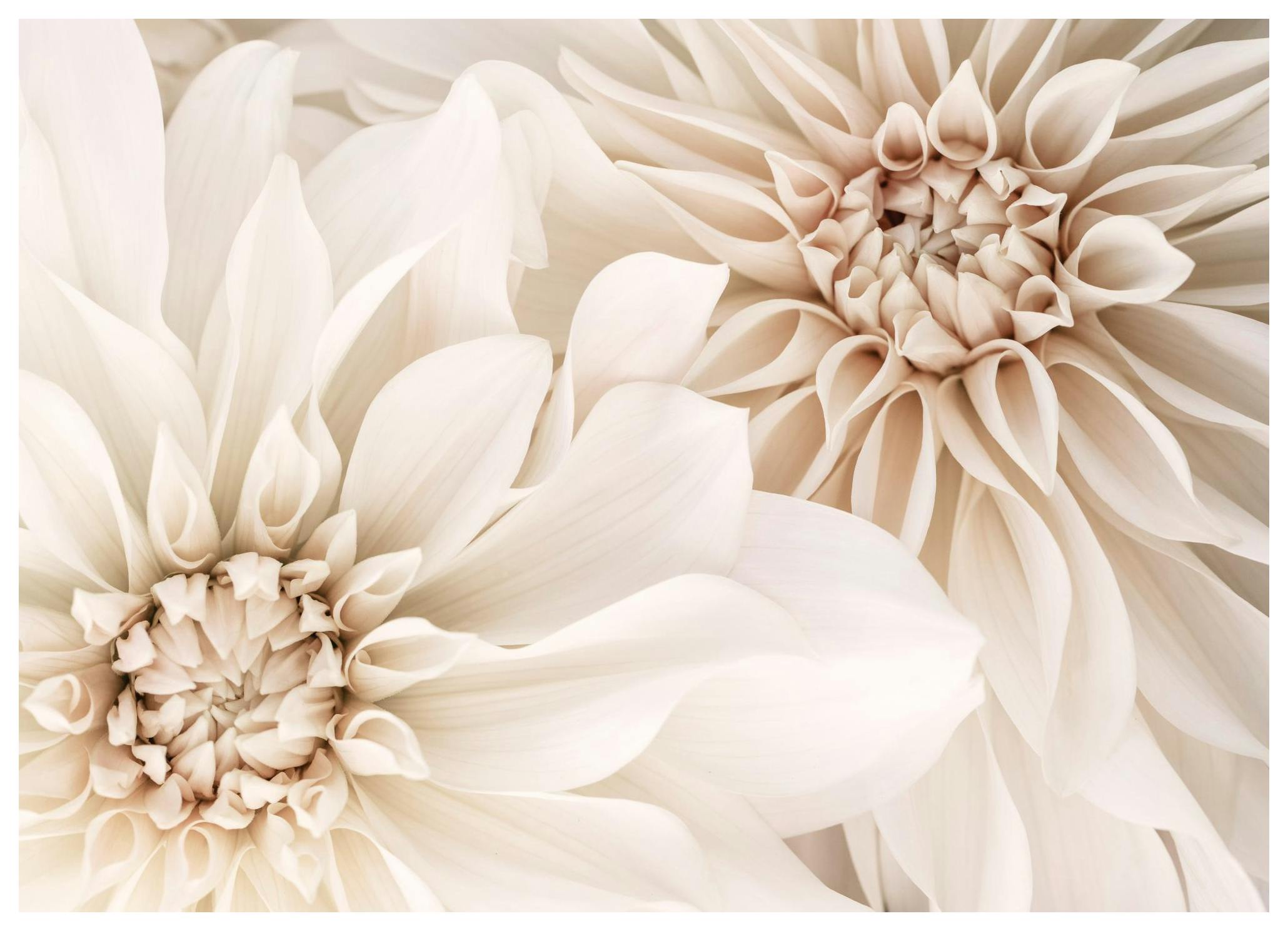 Par av Dahlia Plakat (50x70 cm) - Poster Store