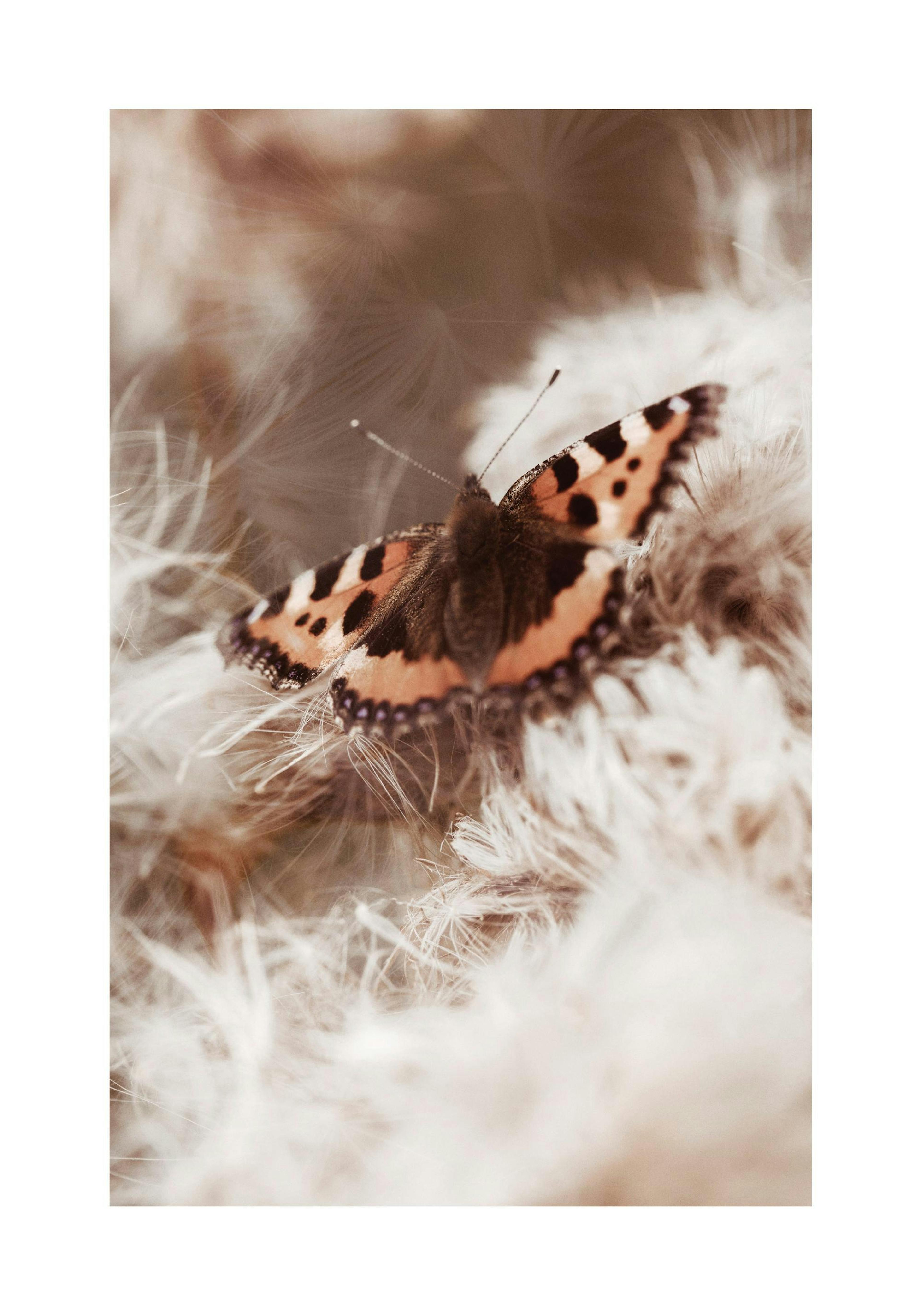 Turtoiseshell Butterfly Poster thumbnail