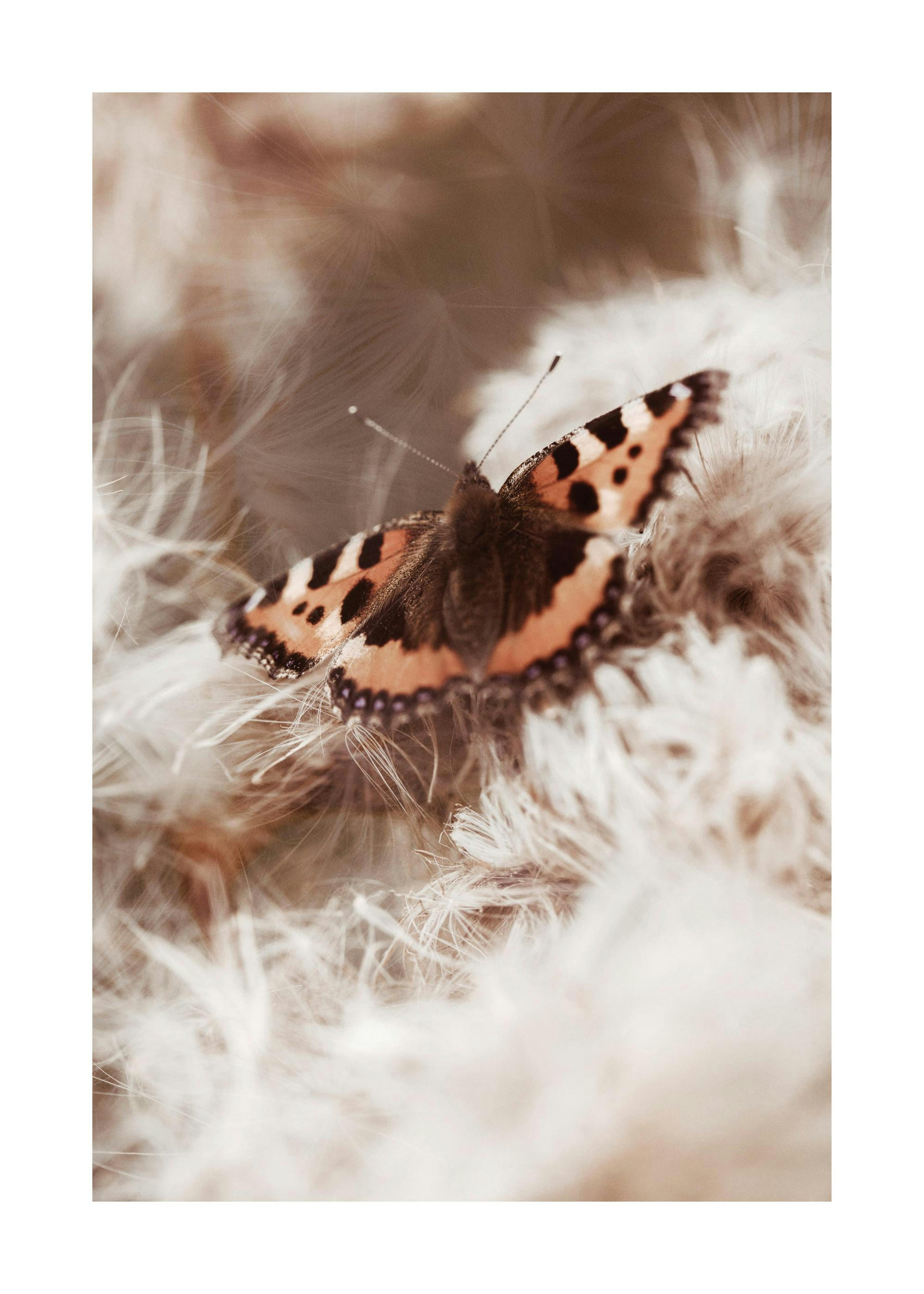 Turtoiseshell Butterfly Poster 0