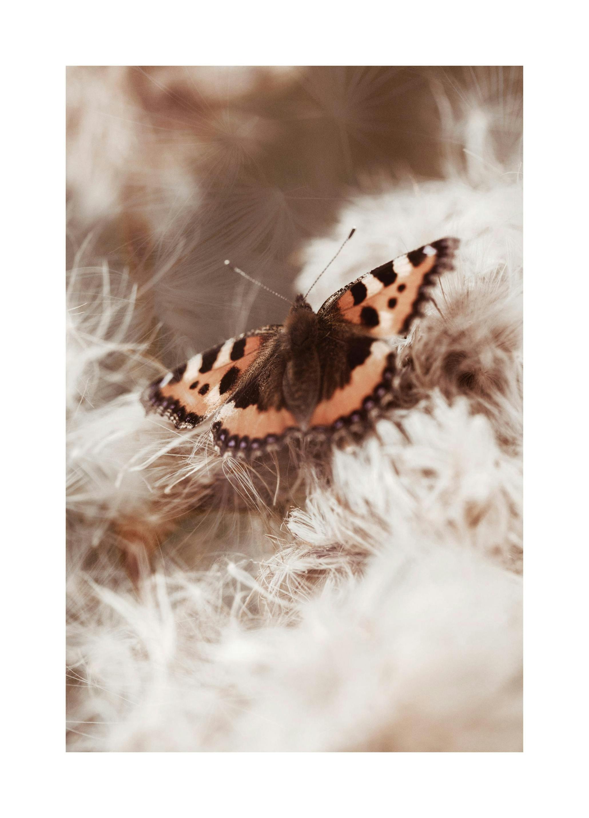 Papillon Écaille Poster (50x70 cm) - Poster Store