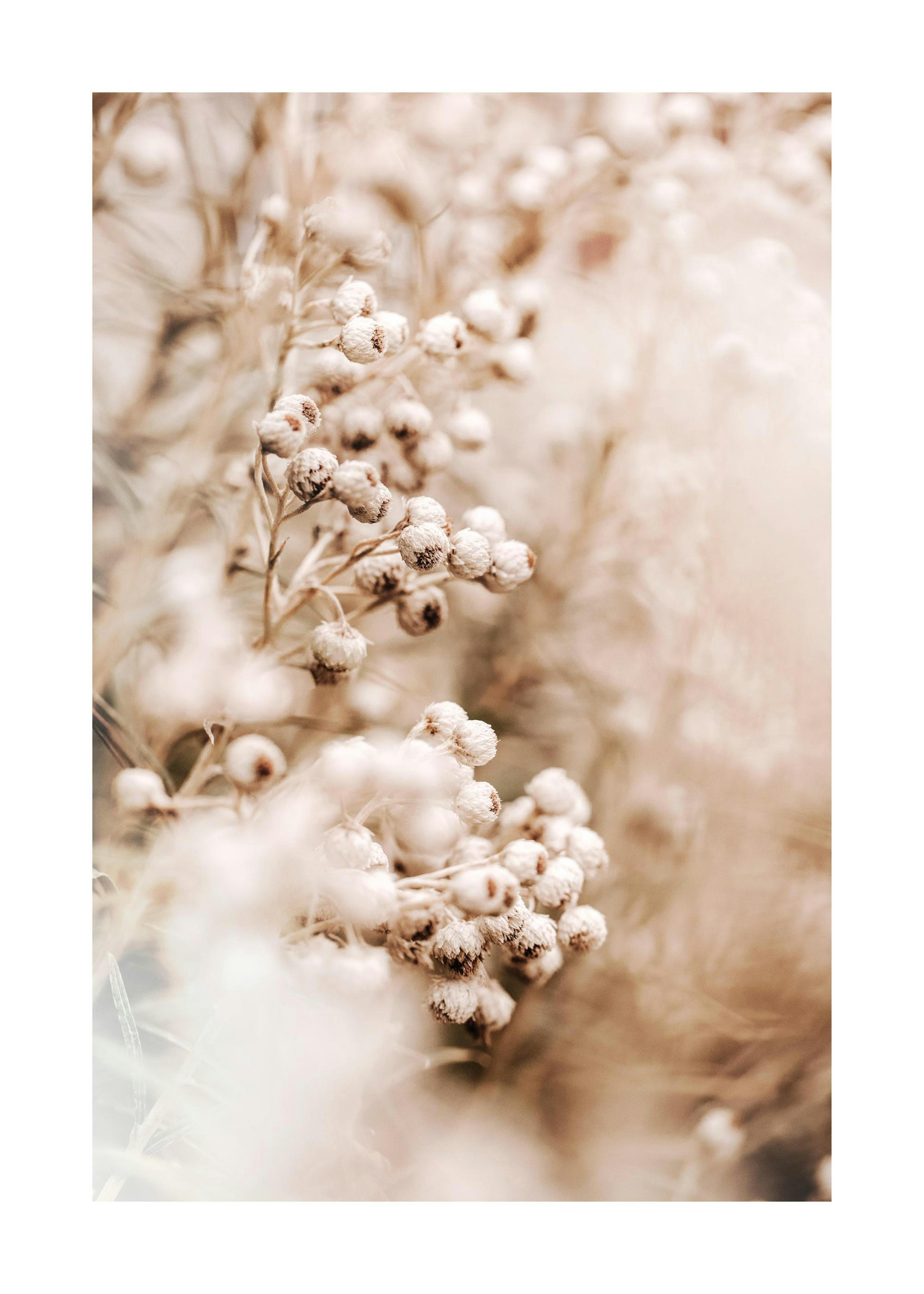 Zarte Blumen Poster 0