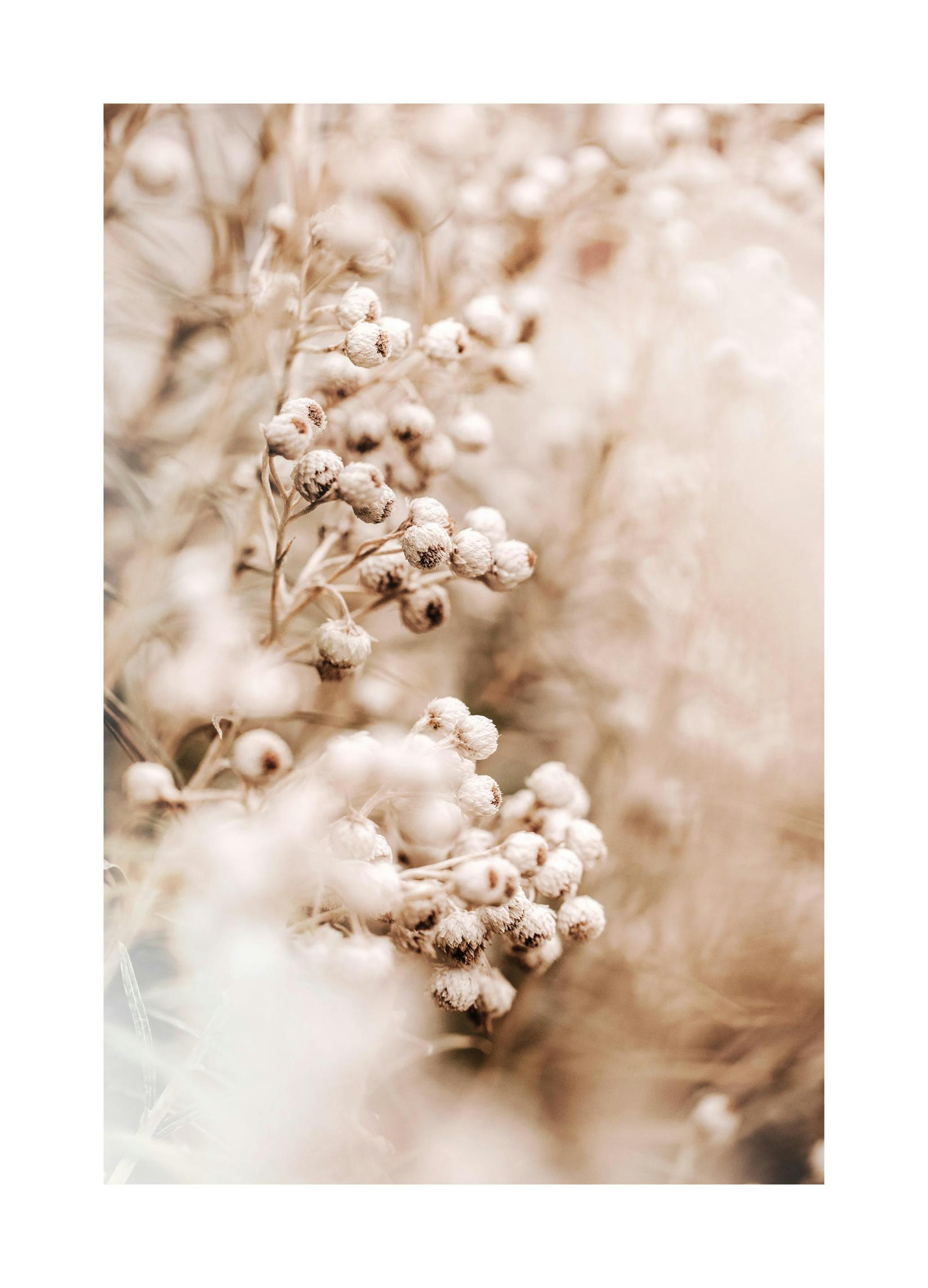 Soft Flower Poster (50x70 cm) - Poster Store