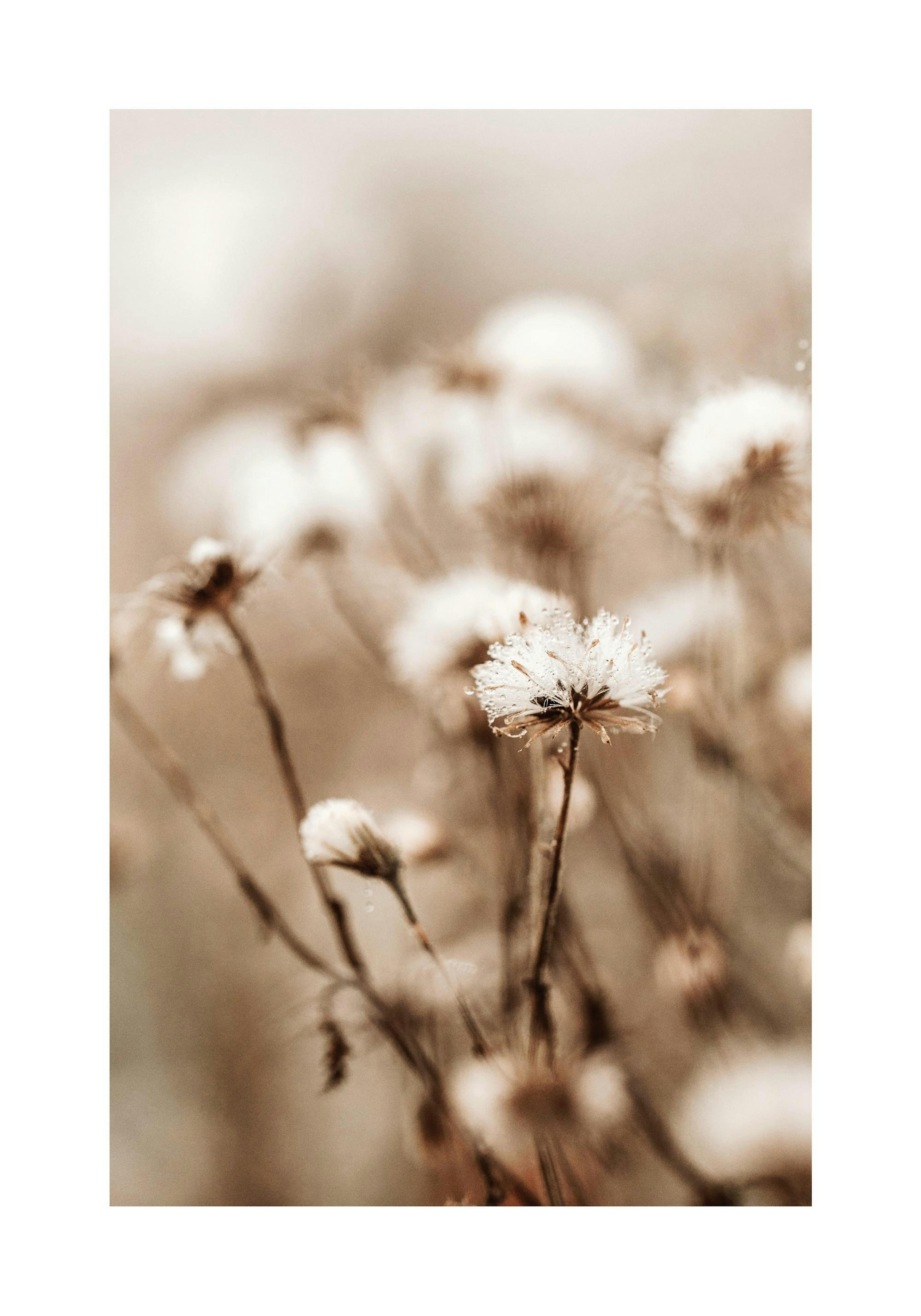 Little Winter Flower Poster thumbnail