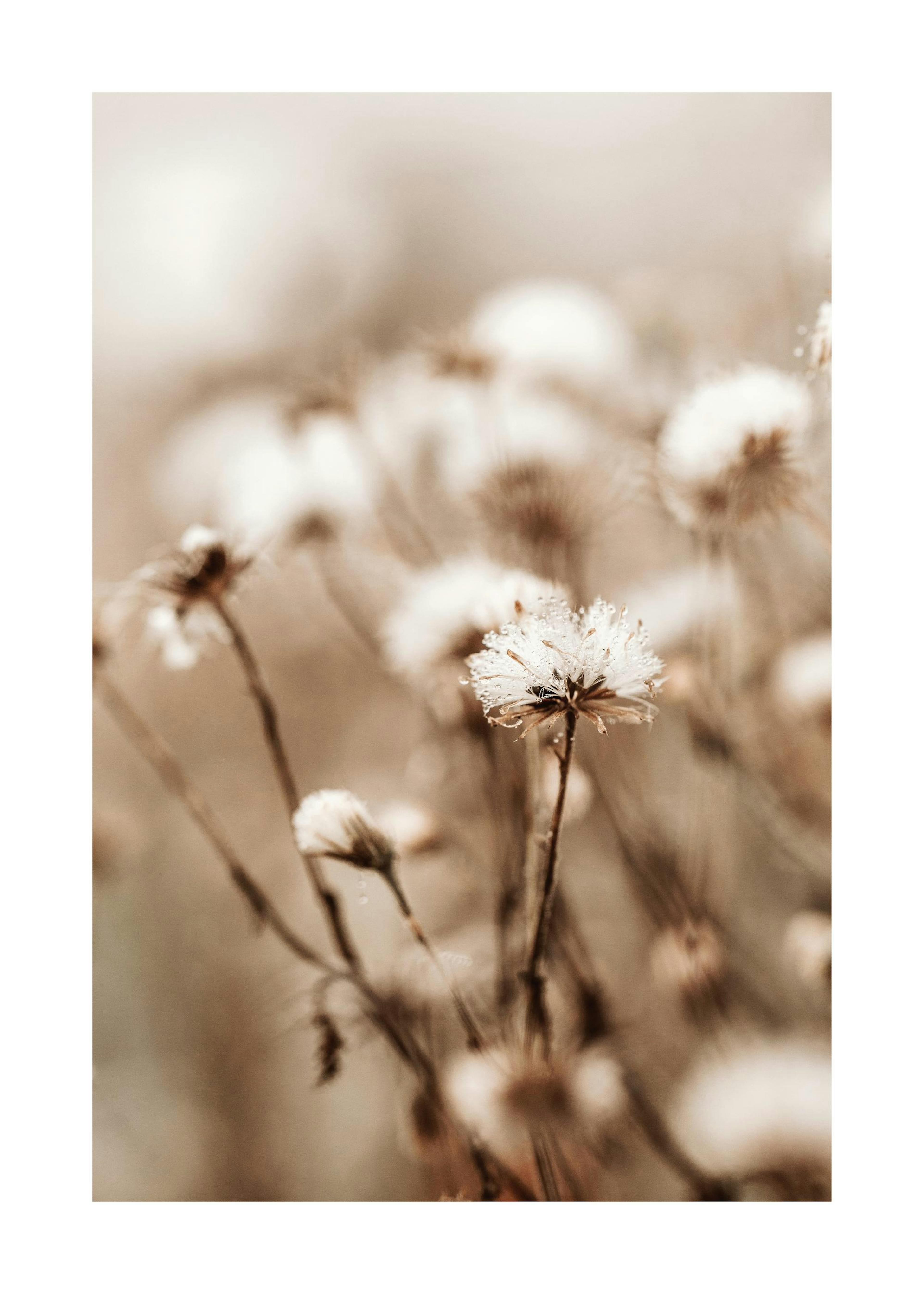Little Winter Flower Poster 0