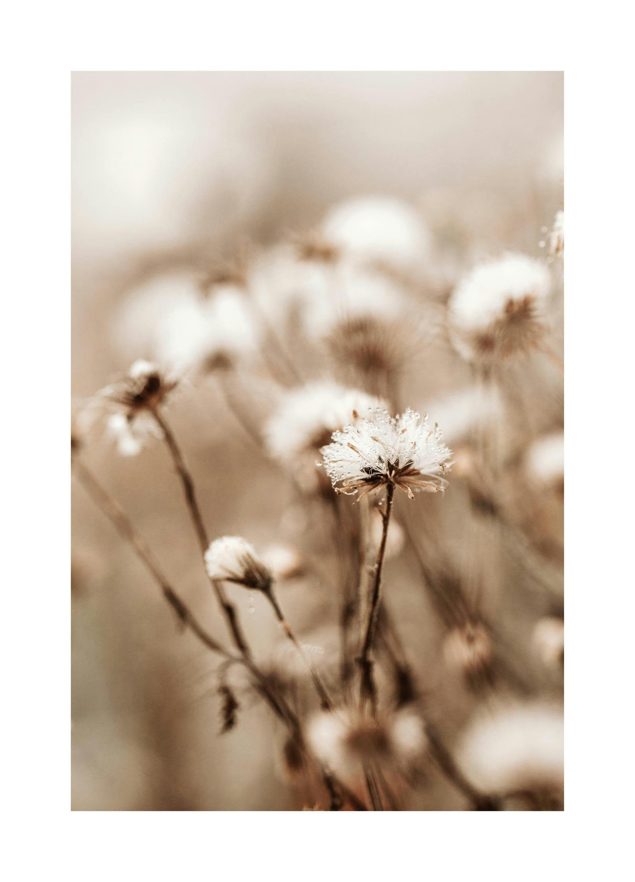 Kleine Winter Bloem Poster (50x70 cm) - Poster Store