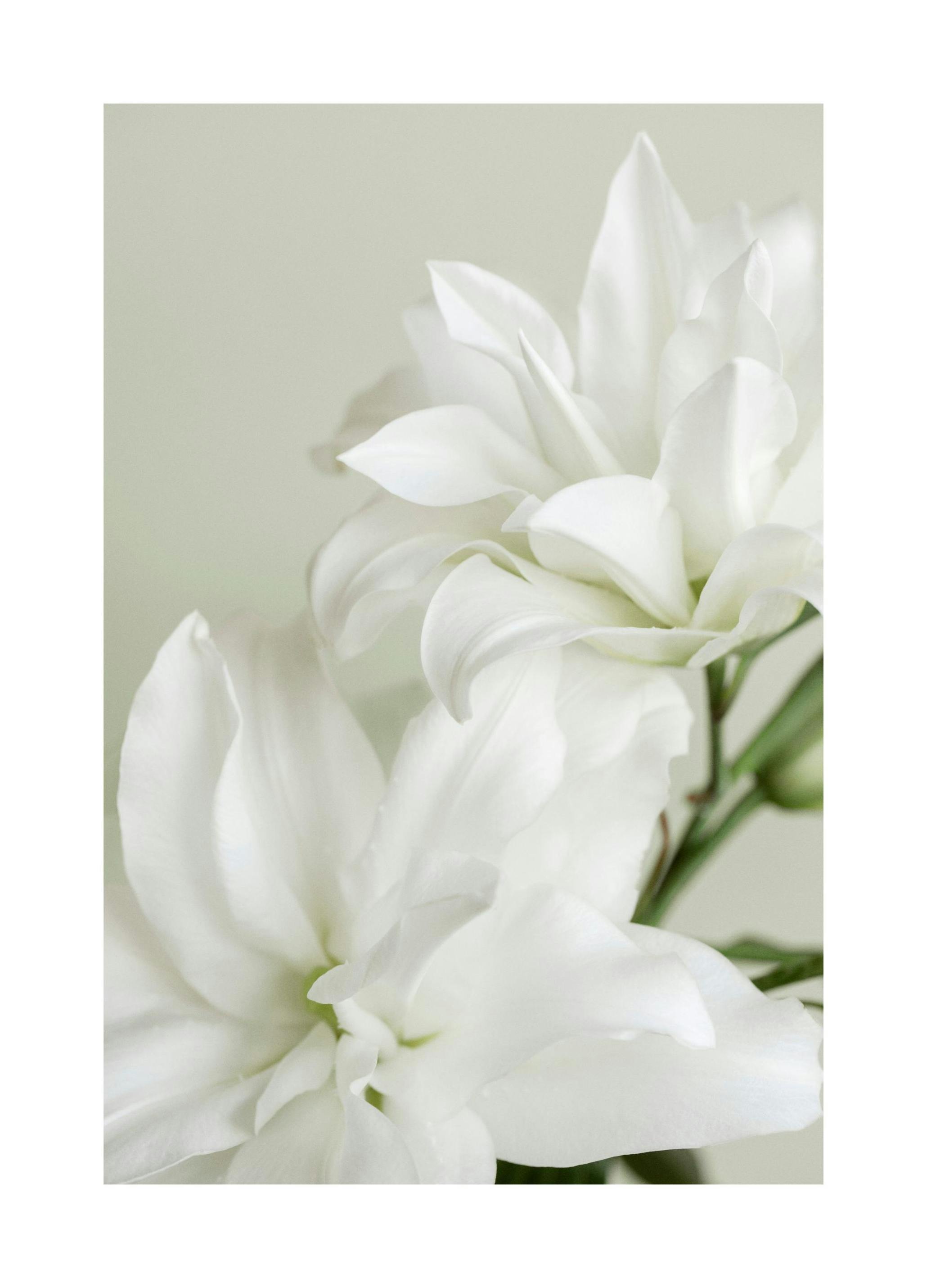 Dobbel Lilje Plakat (50x70 cm) - Poster Store