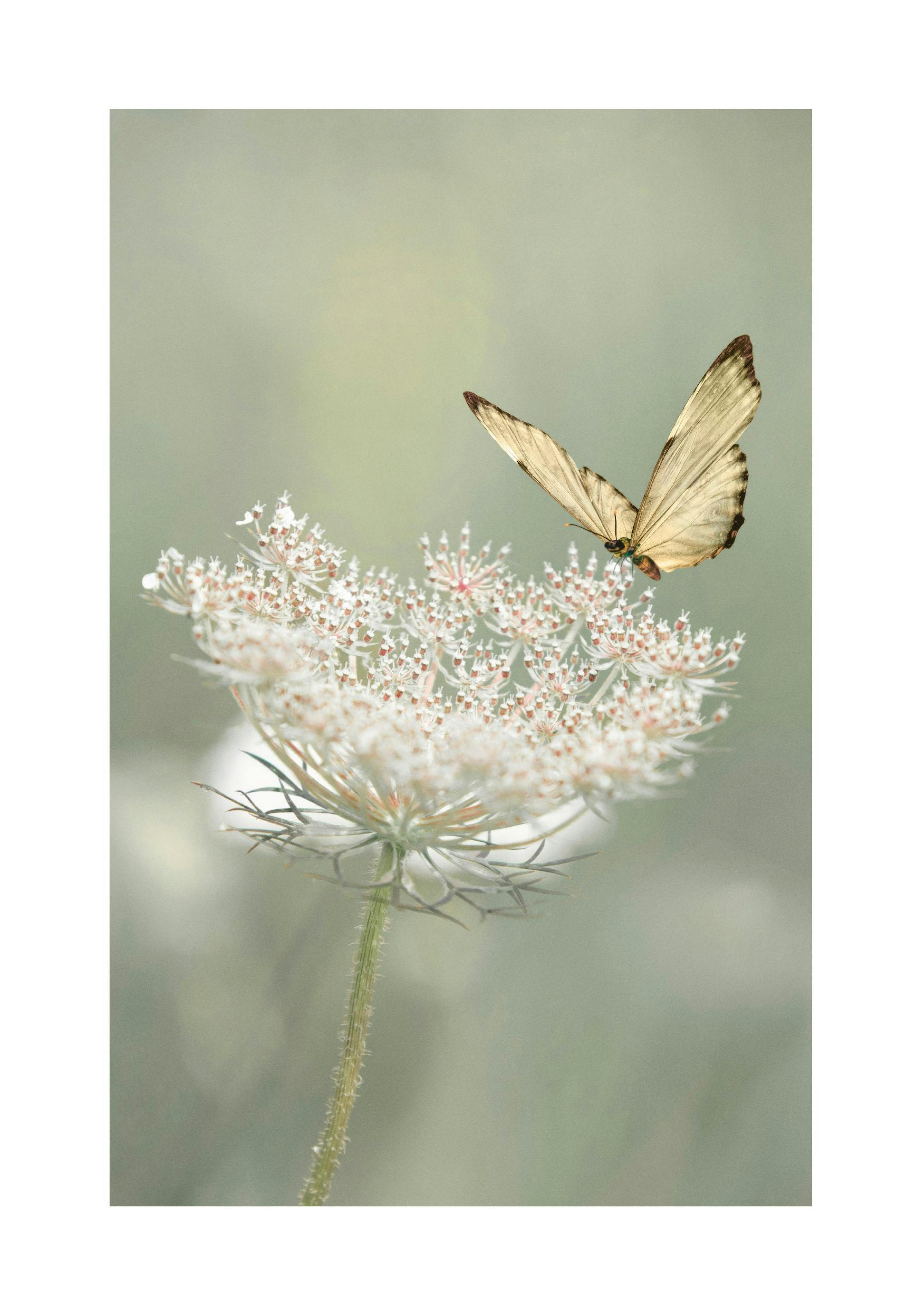 Wilde Bloemen Vlinder Poster thumbnail