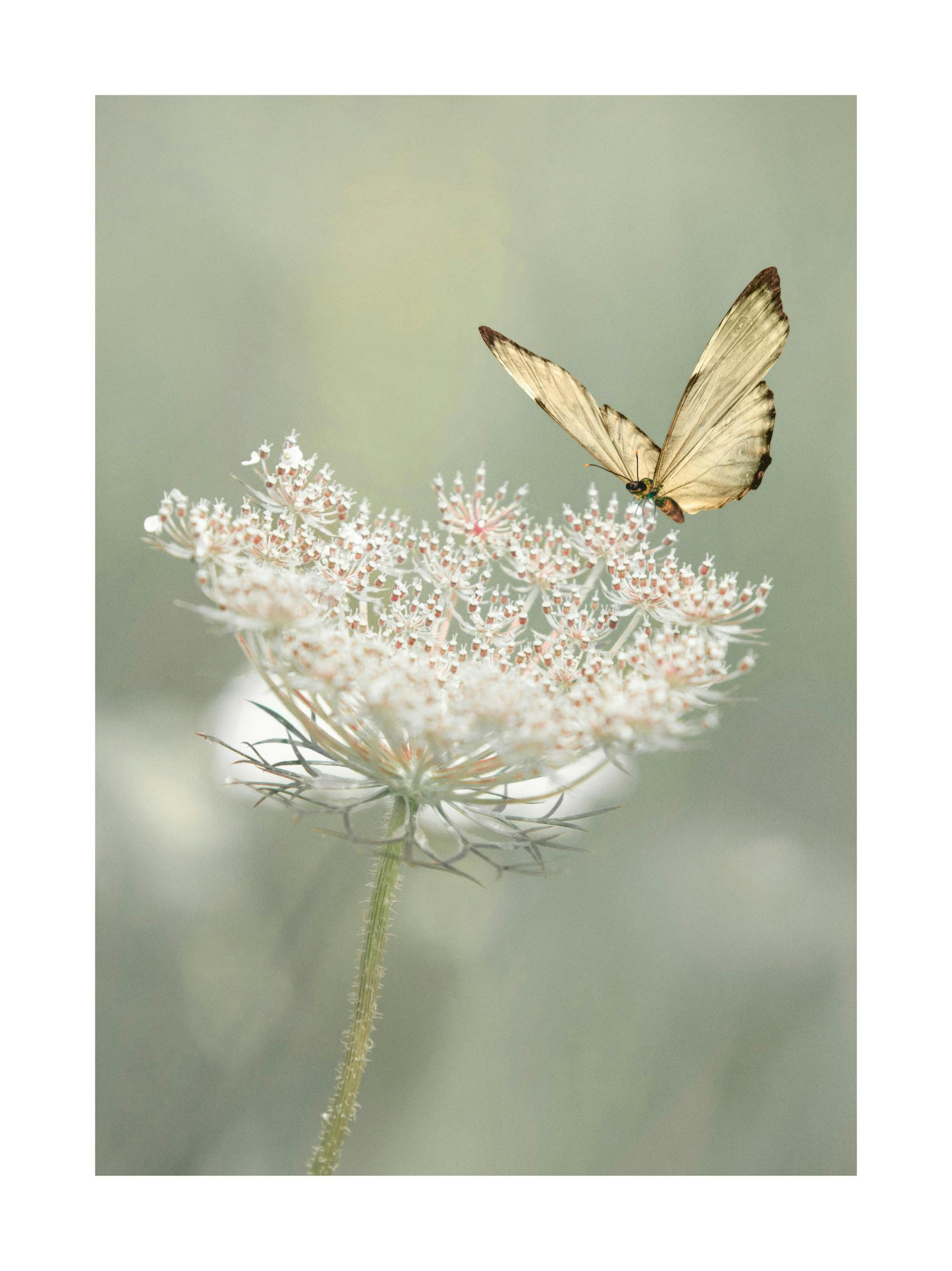 Farfalla e Fiori Selvatici Poster 0