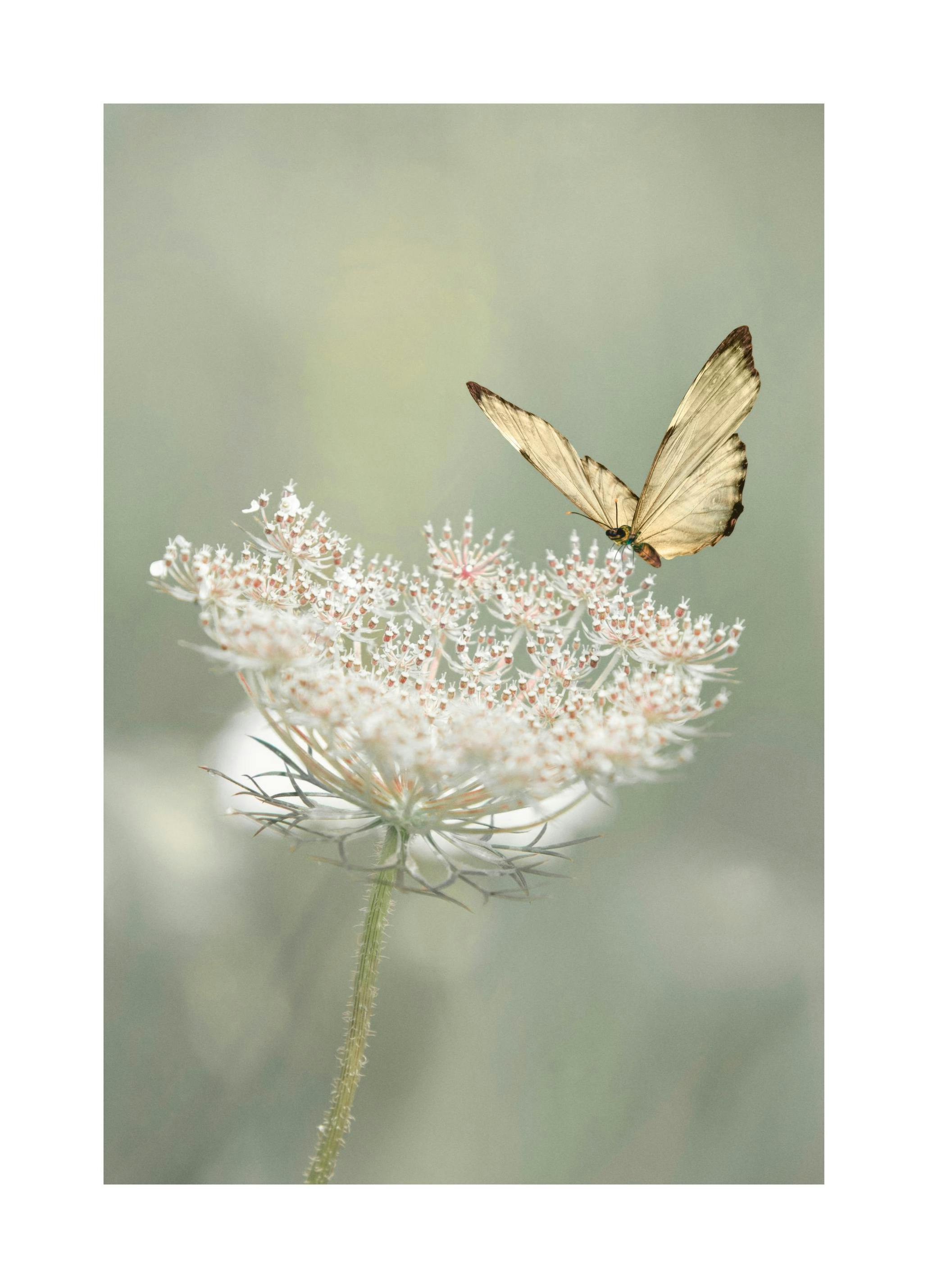 Wilde Bloemen Vlinder Poster (40x50 cm) - Poster Store