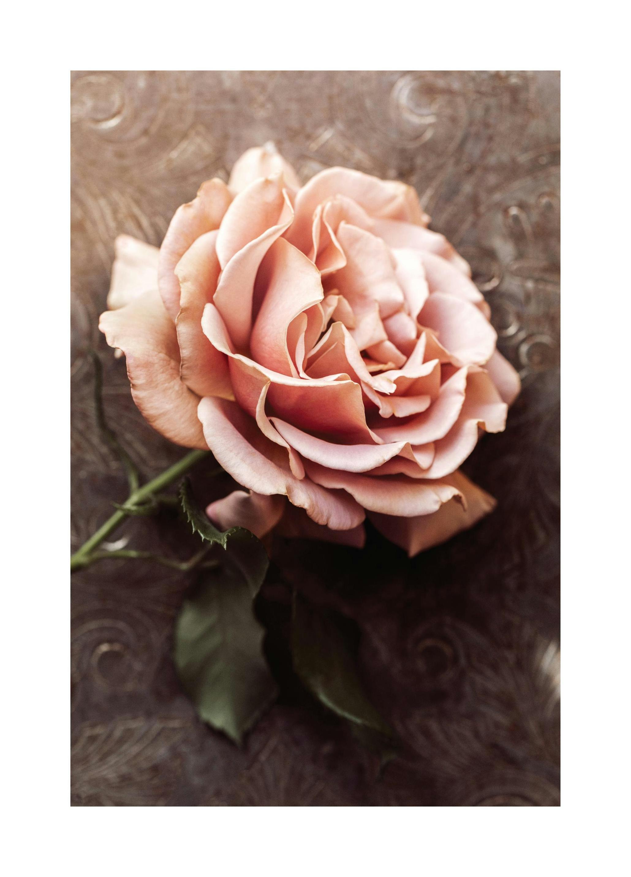 Rosa Ros Poster (30x40 cm) - Poster Store