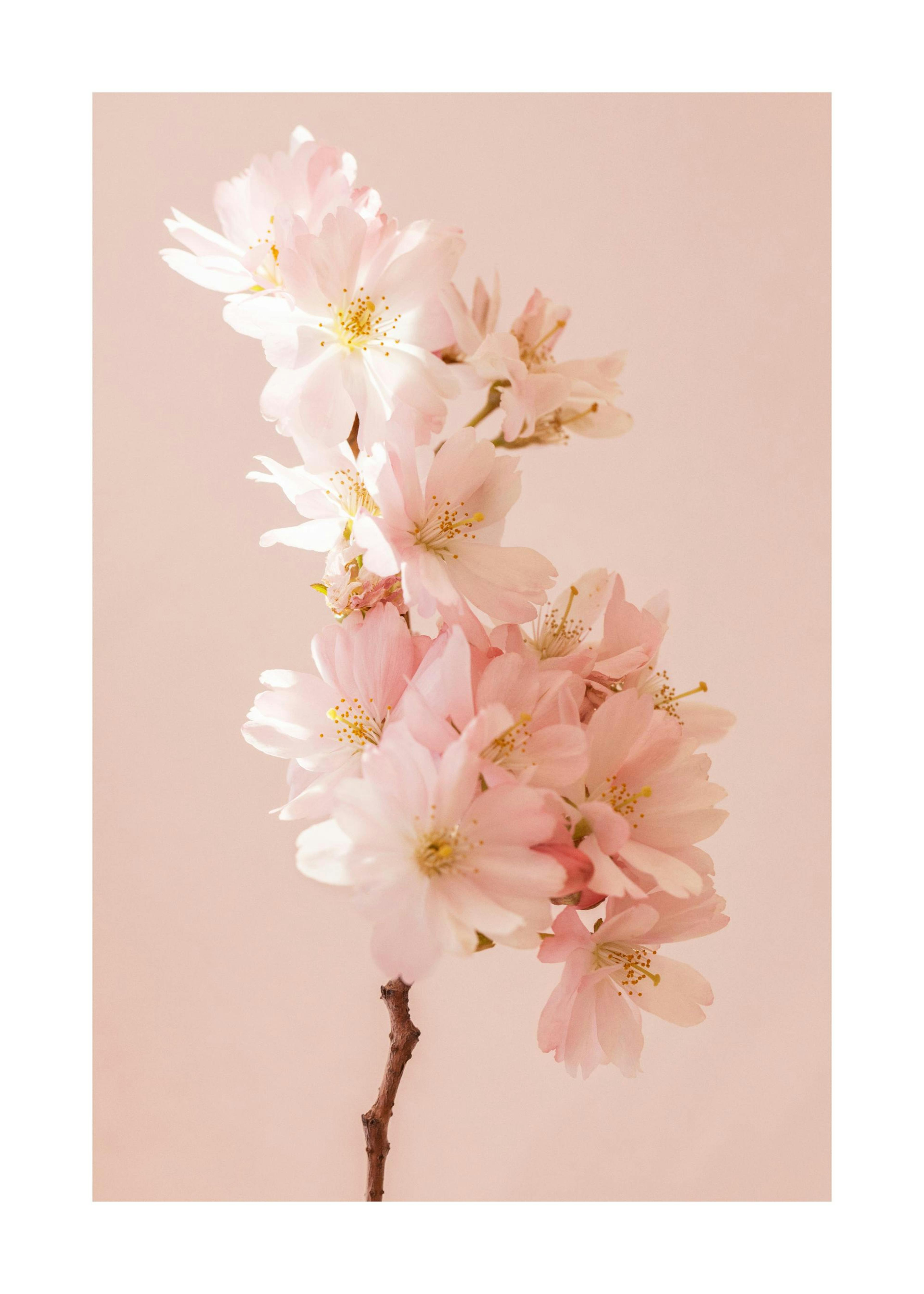 Romantisk Körsbärsblomma Poster 0