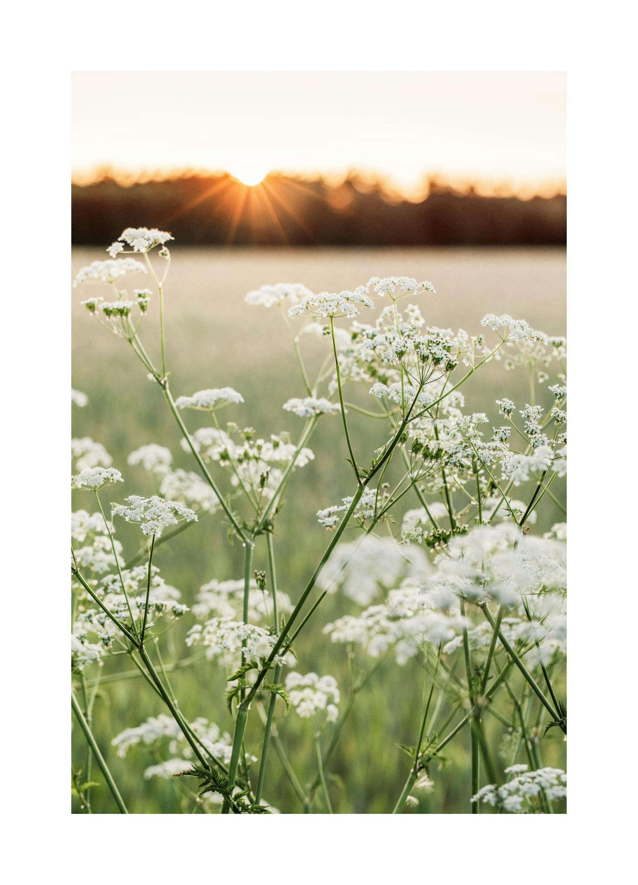 Wildflower Glow Plakat (30x40 cm) - Poster Store