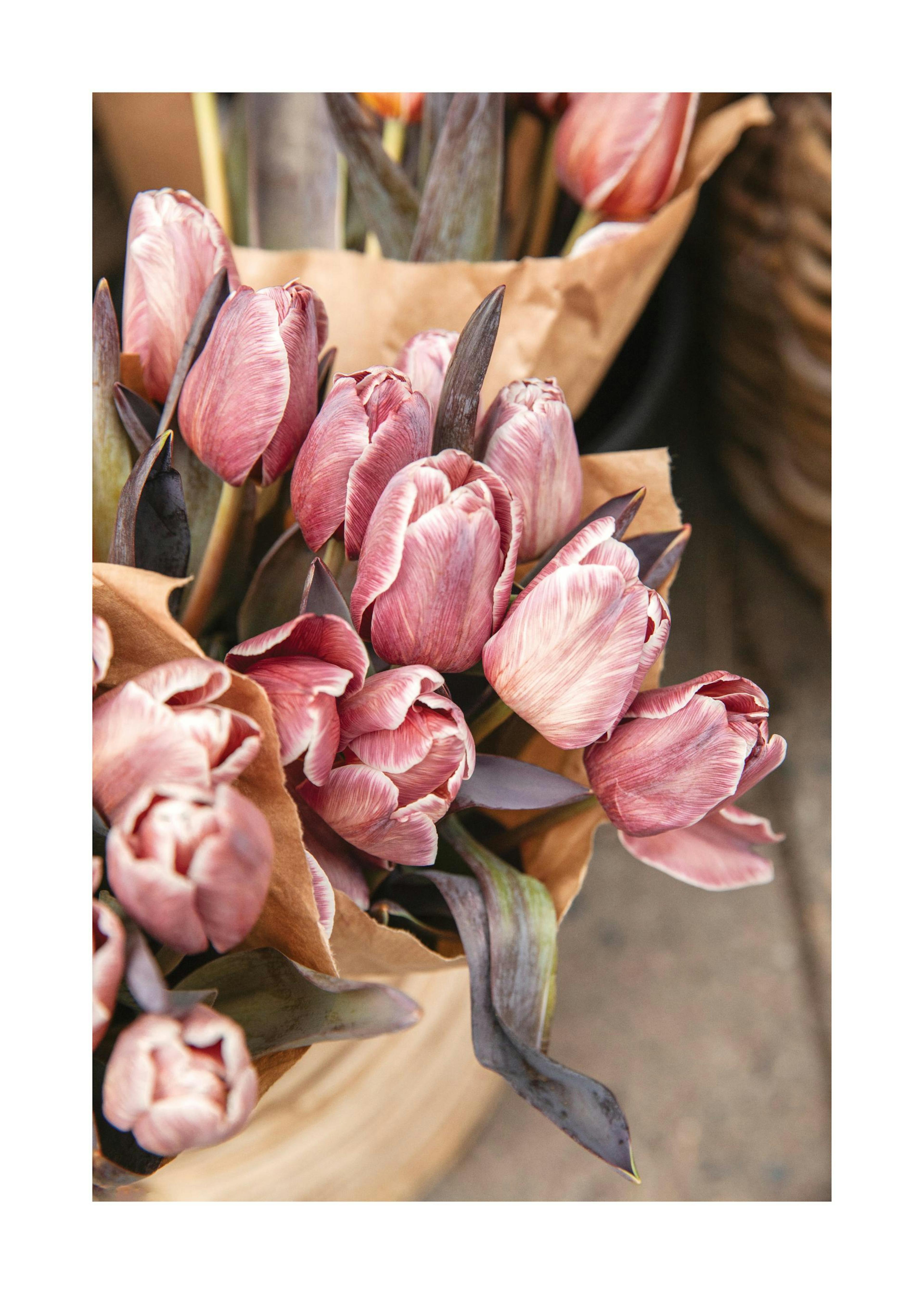 Brownie Tulip Bouquet Poster 0