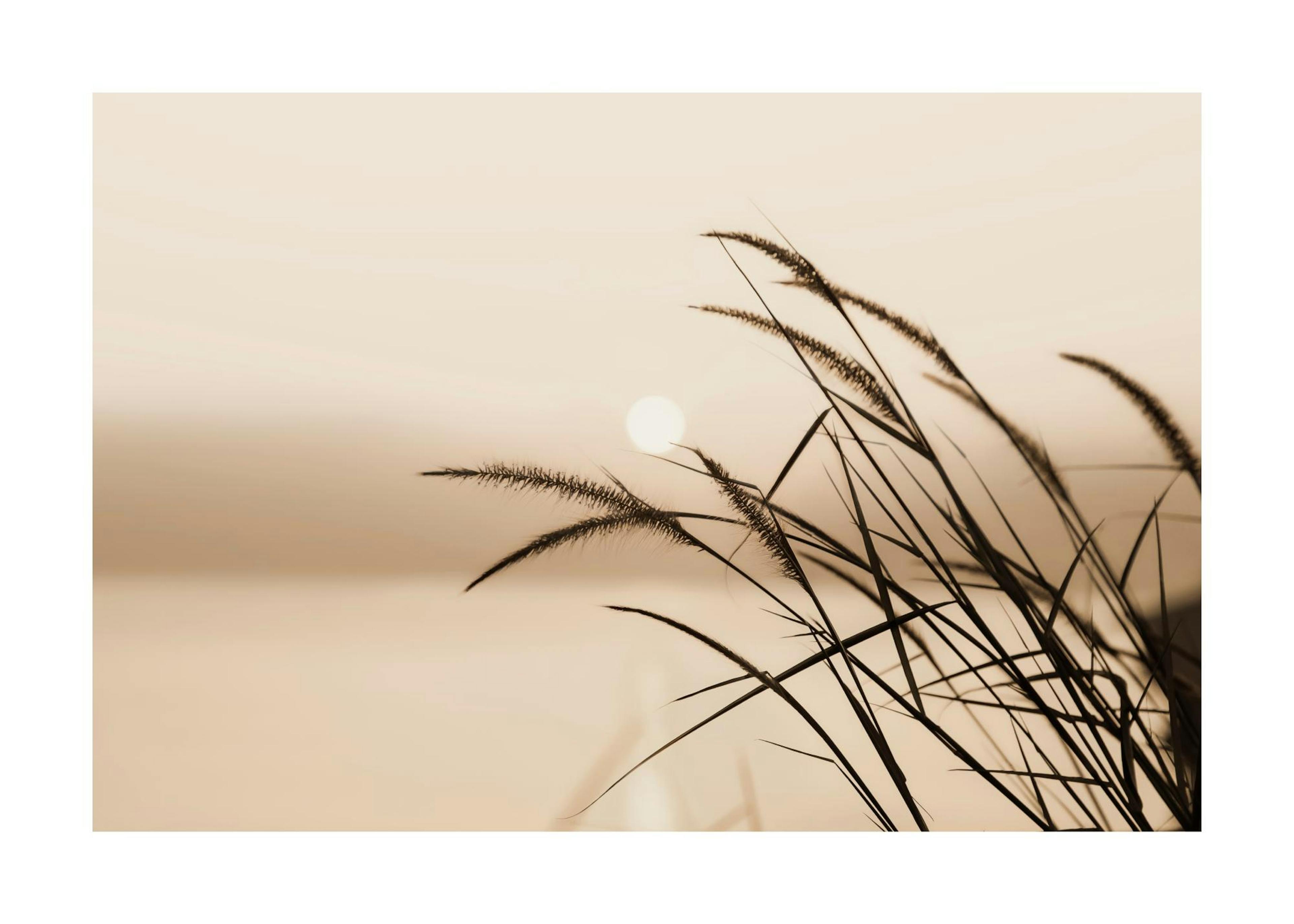 Riet Silhouet Poster 0