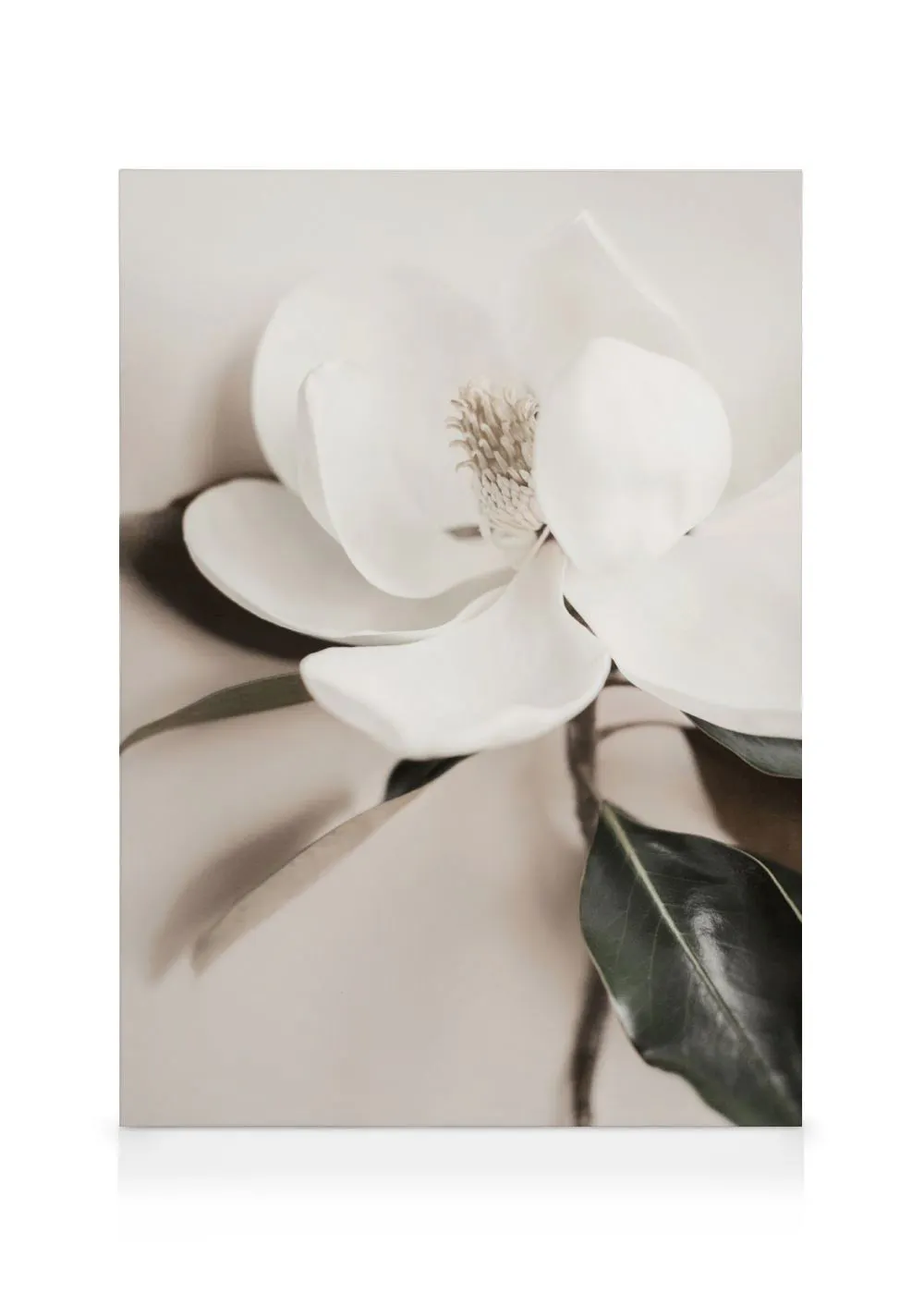 A canvas showing a close-up of a white magnolia flower with green leaves on a light beige background.