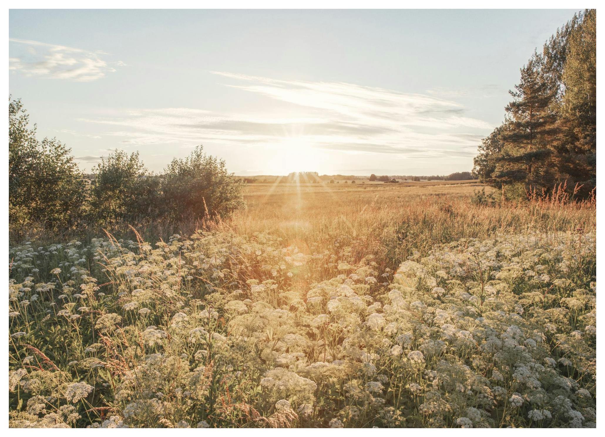 Golden Meadow Poster (50x70 cm) - Poster Store
