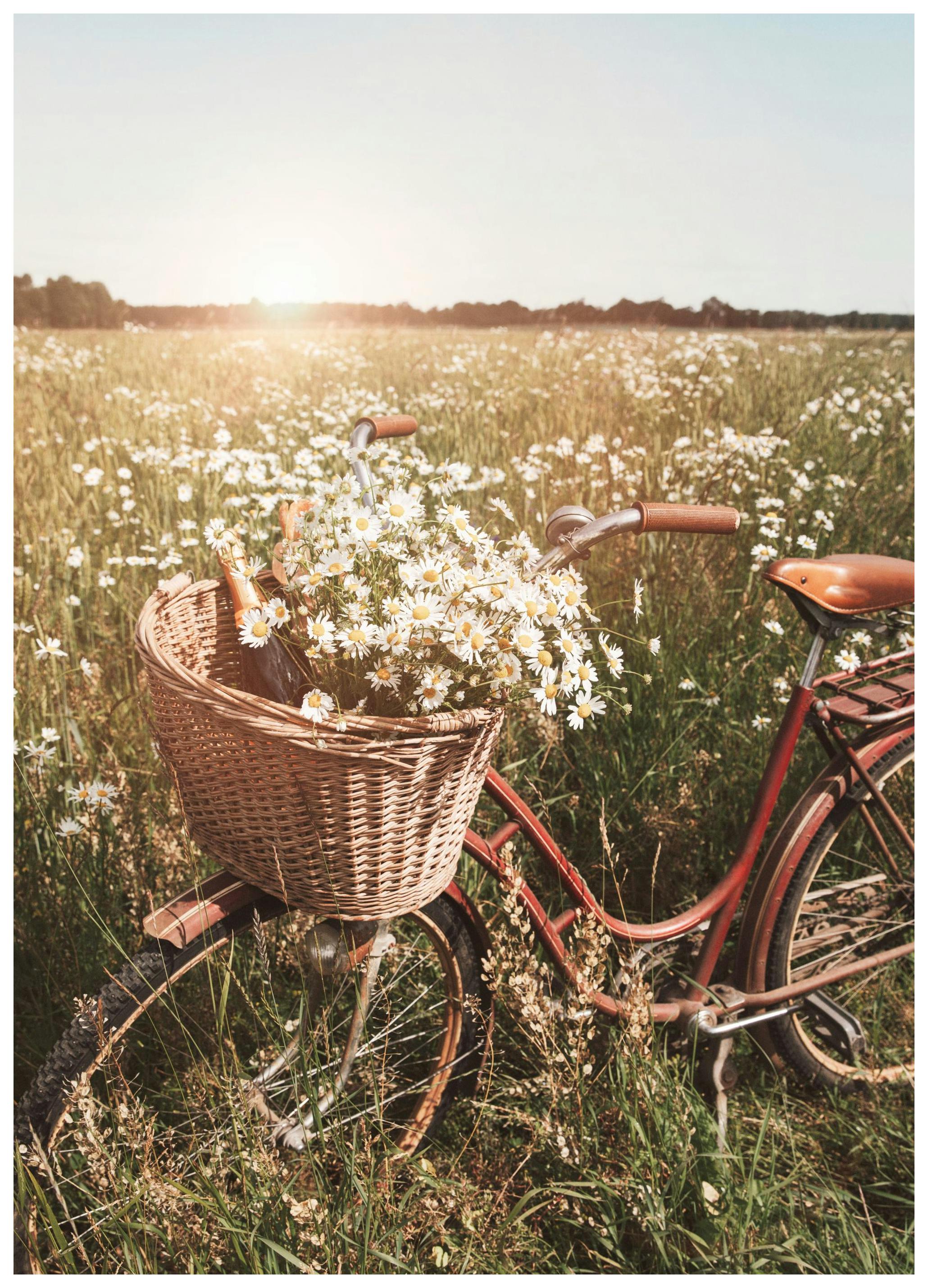 Uroczy Rower Plakat (50x70 cm) - Poster Store