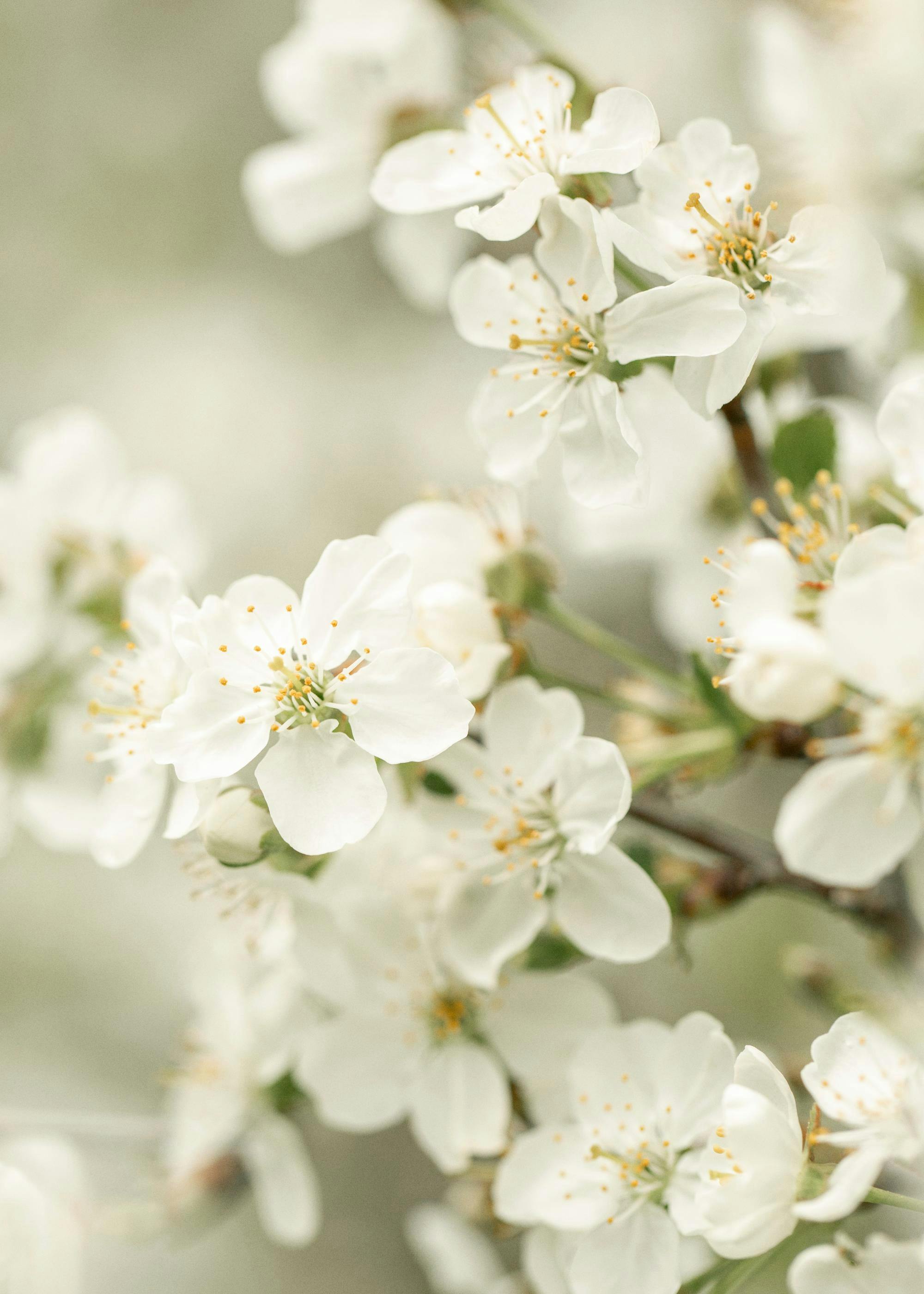 Spring Blossoms Poster 0