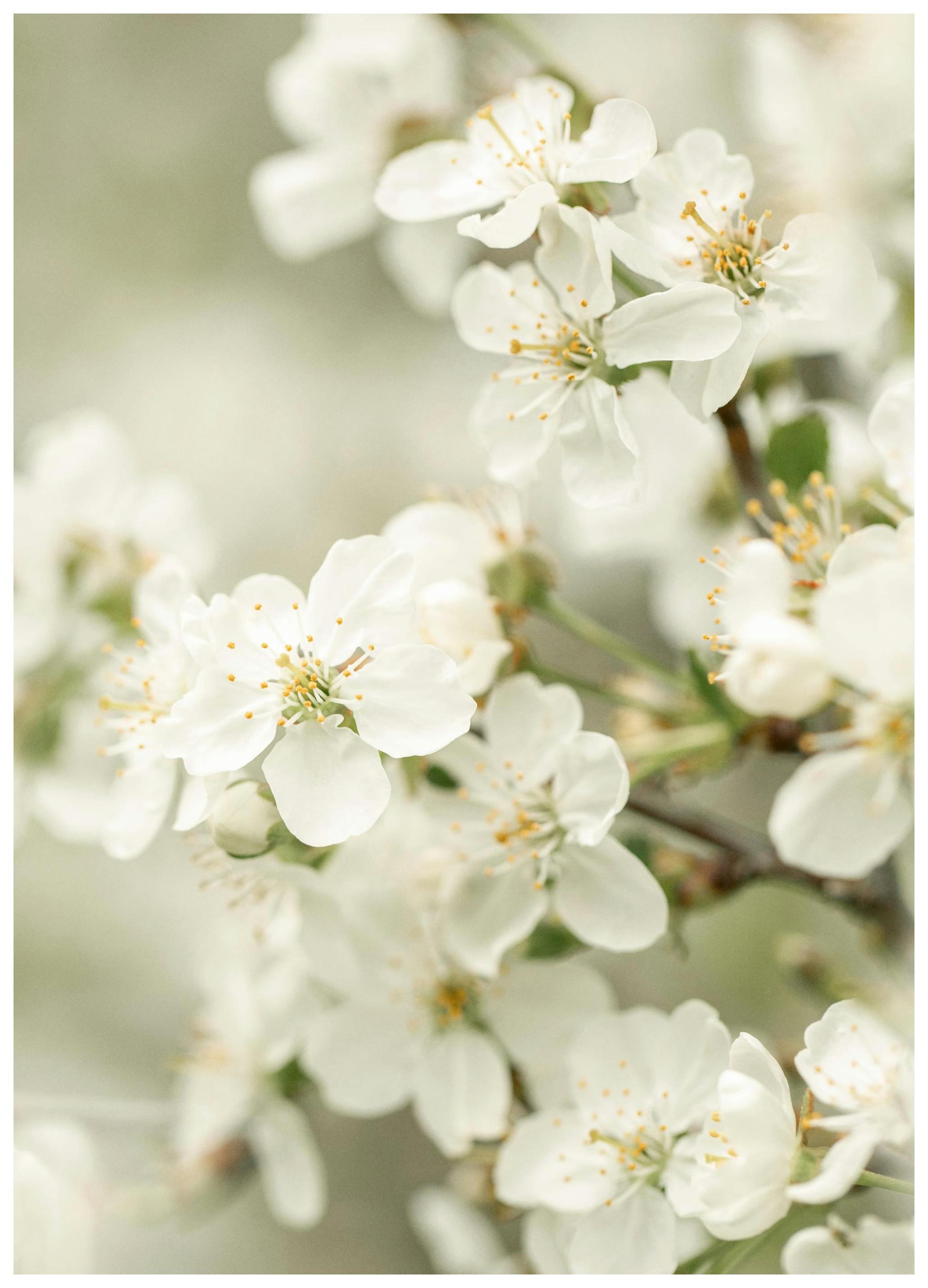 Voorjaarsbloesems Poster (30x40 cm) - Poster Store