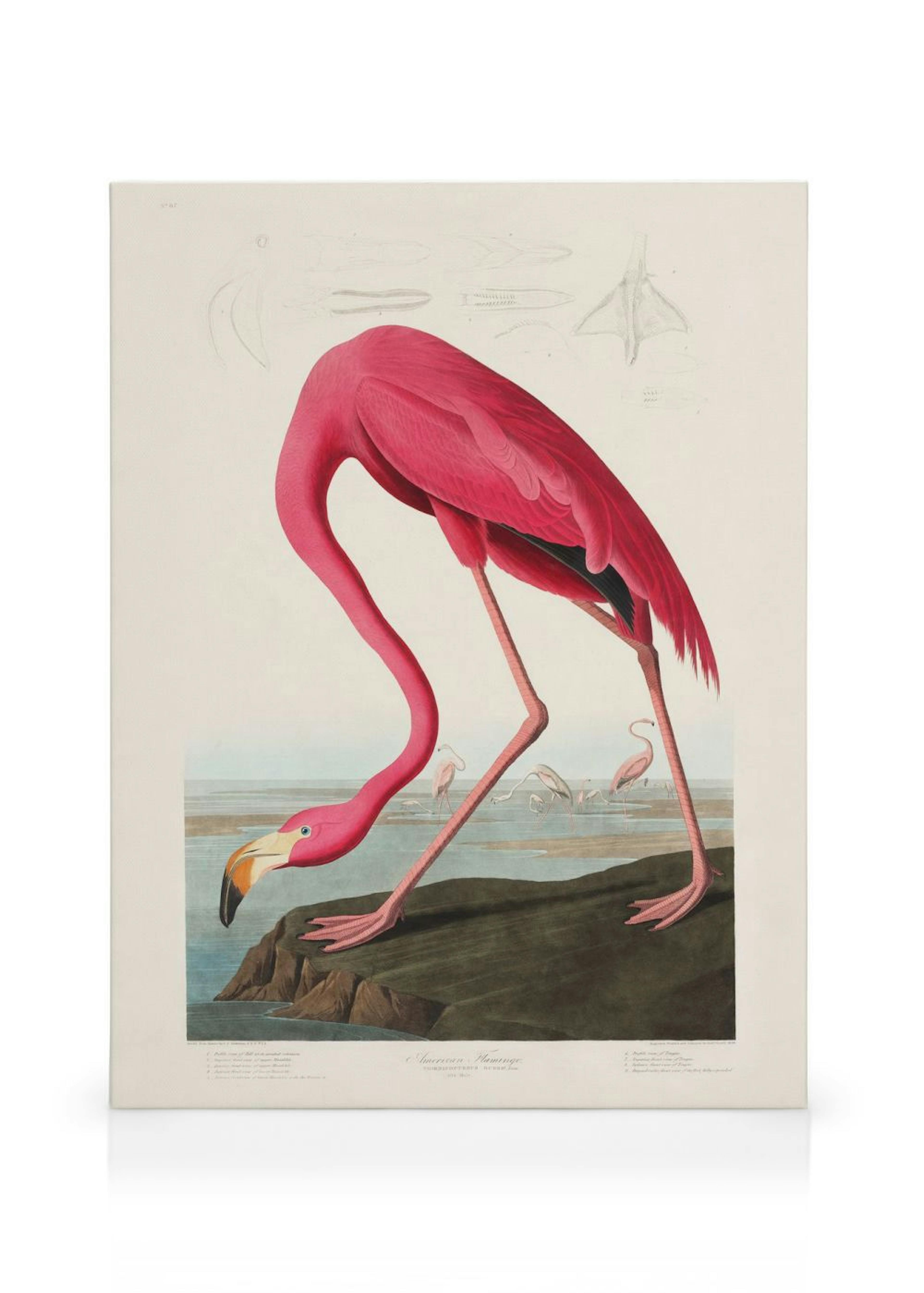 Vaalealla pohjalla kanvaasi, jossa on eloisa kuva vaaleanpunaisesta flamingosta etsimässä ravintoa vedestä. Muita flamingoja tau