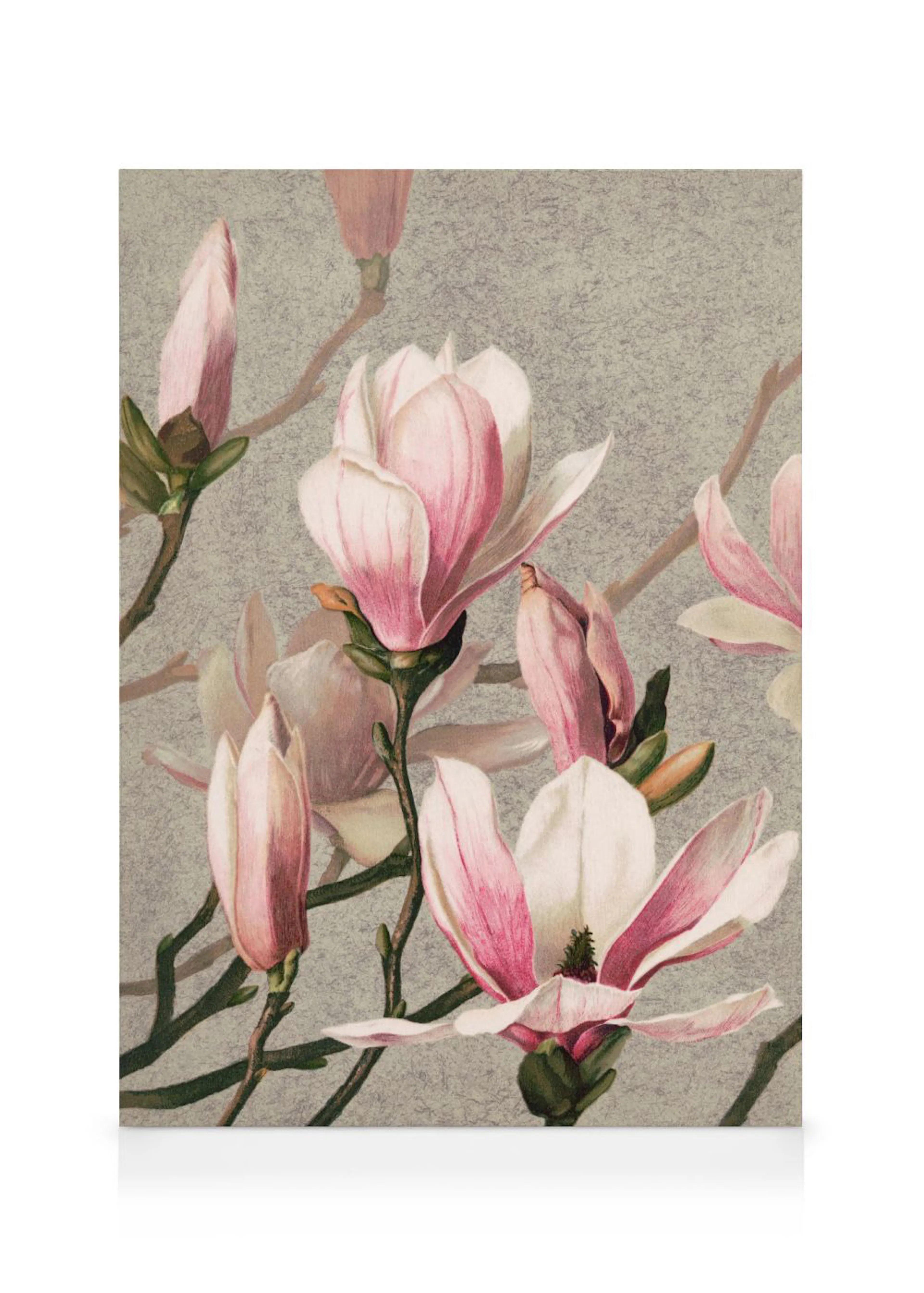 Toile florale avec des fleurs de magnolia roses et blanches en pleine floraison sur un fond gris.