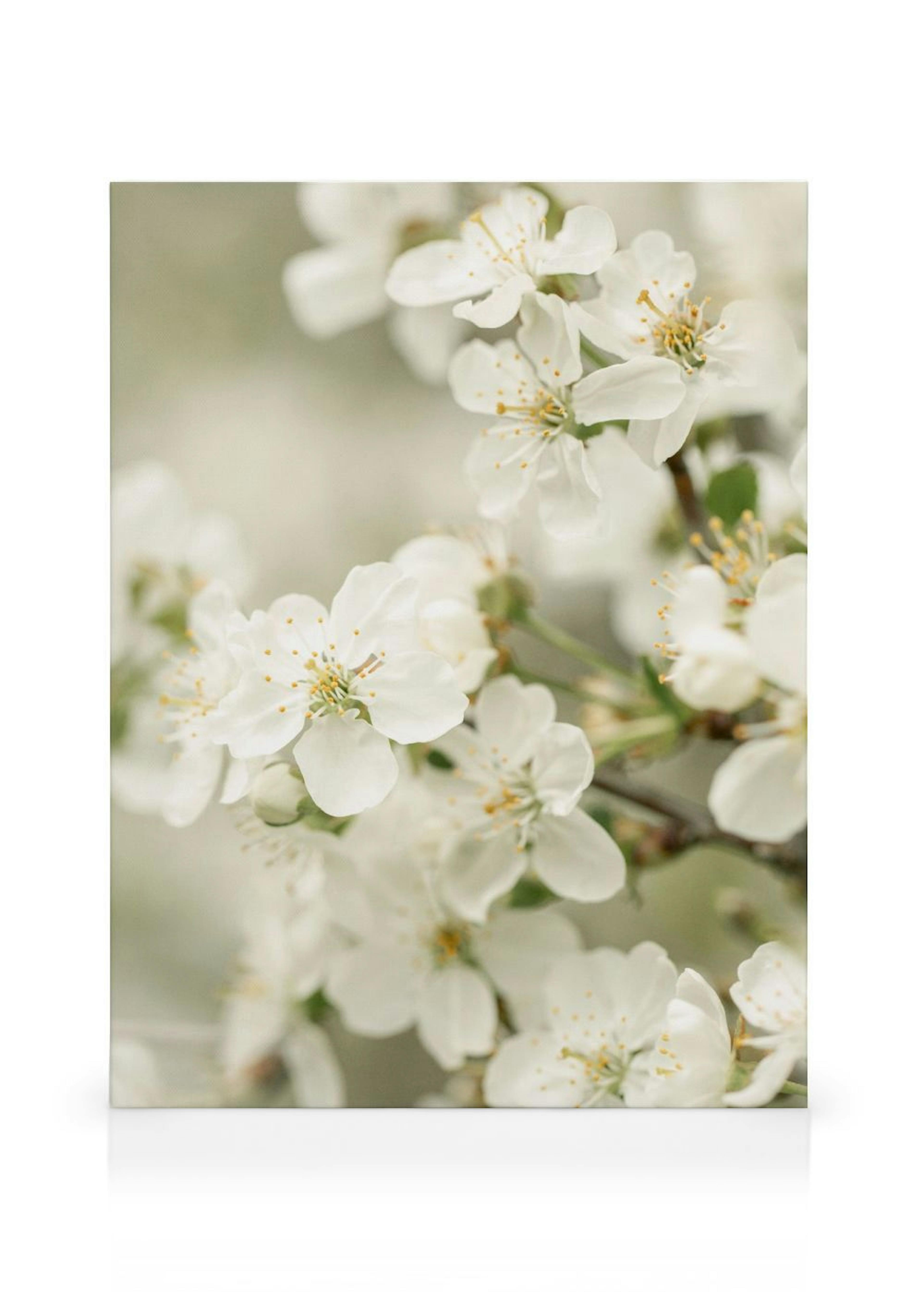 Spring Blossoms Stampa su Tela thumbnail
